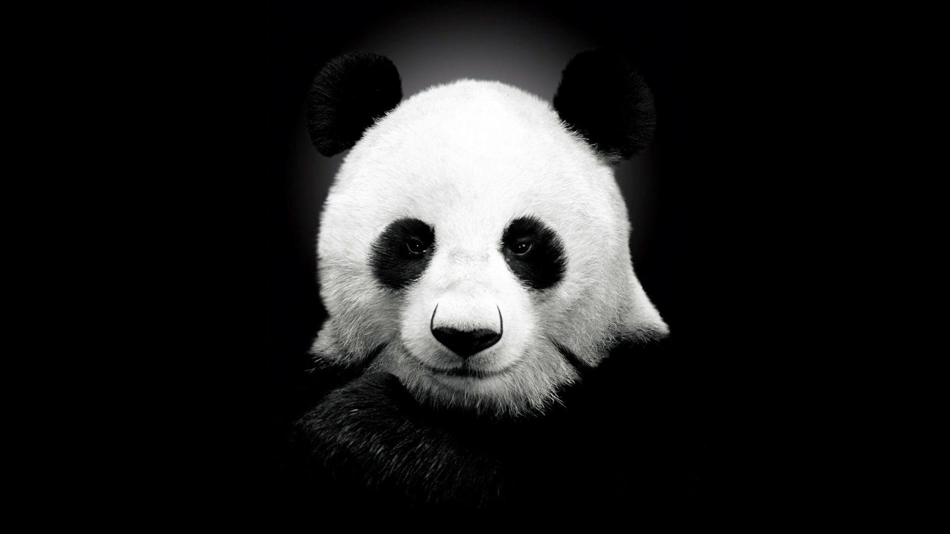 1920x1080 Panda Wallpaper. Large HD Wallpaper Database, Desktop