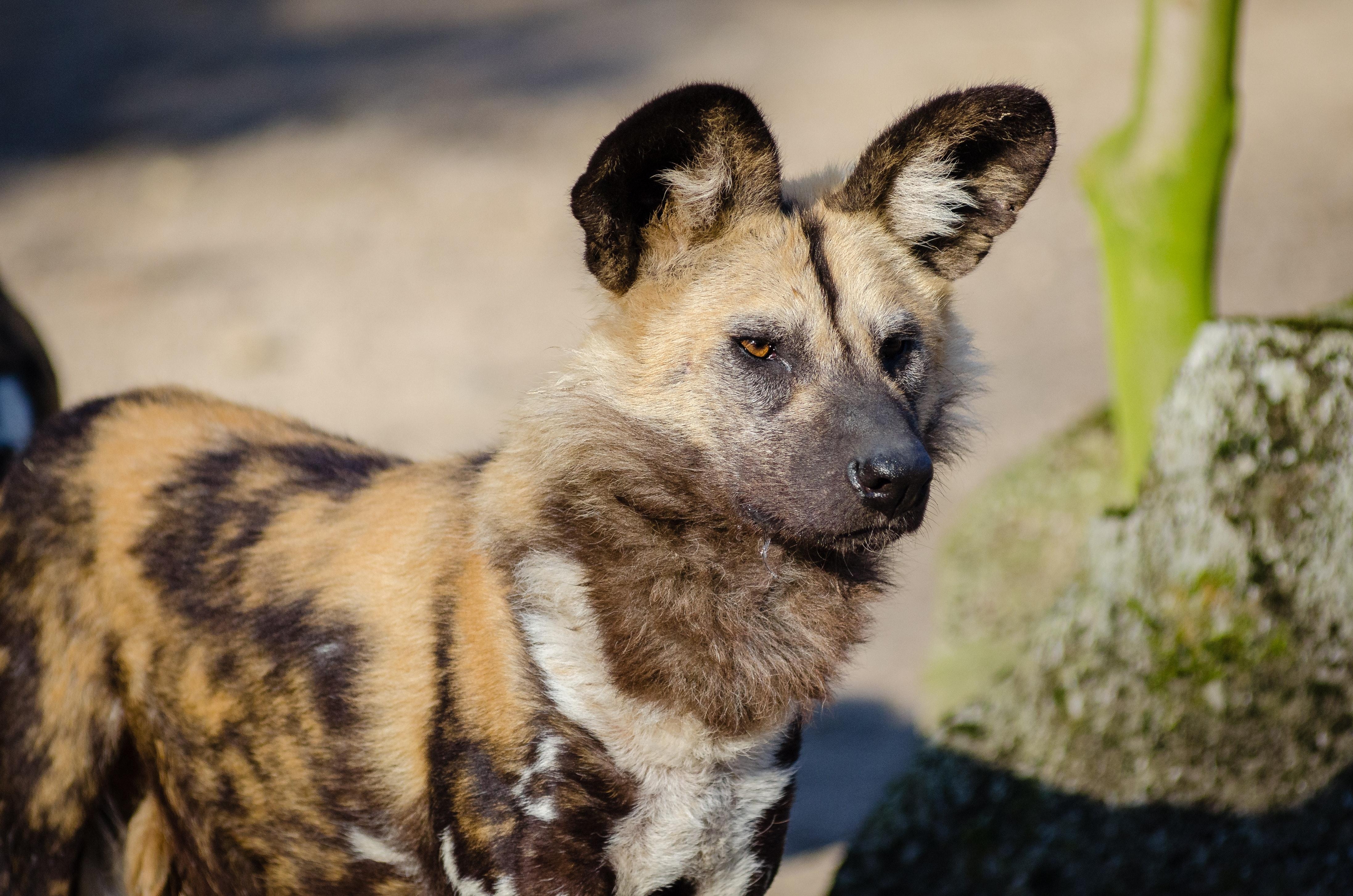 4390x2910 African Wild Dog · Free, Desktop