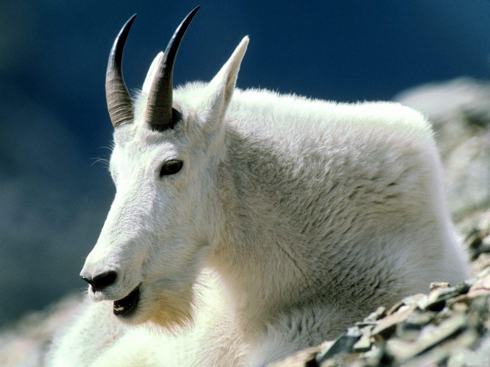 1600x1200 Mountain goat HD Wallpaper. Wallpaper. Wallpaper, Desktop