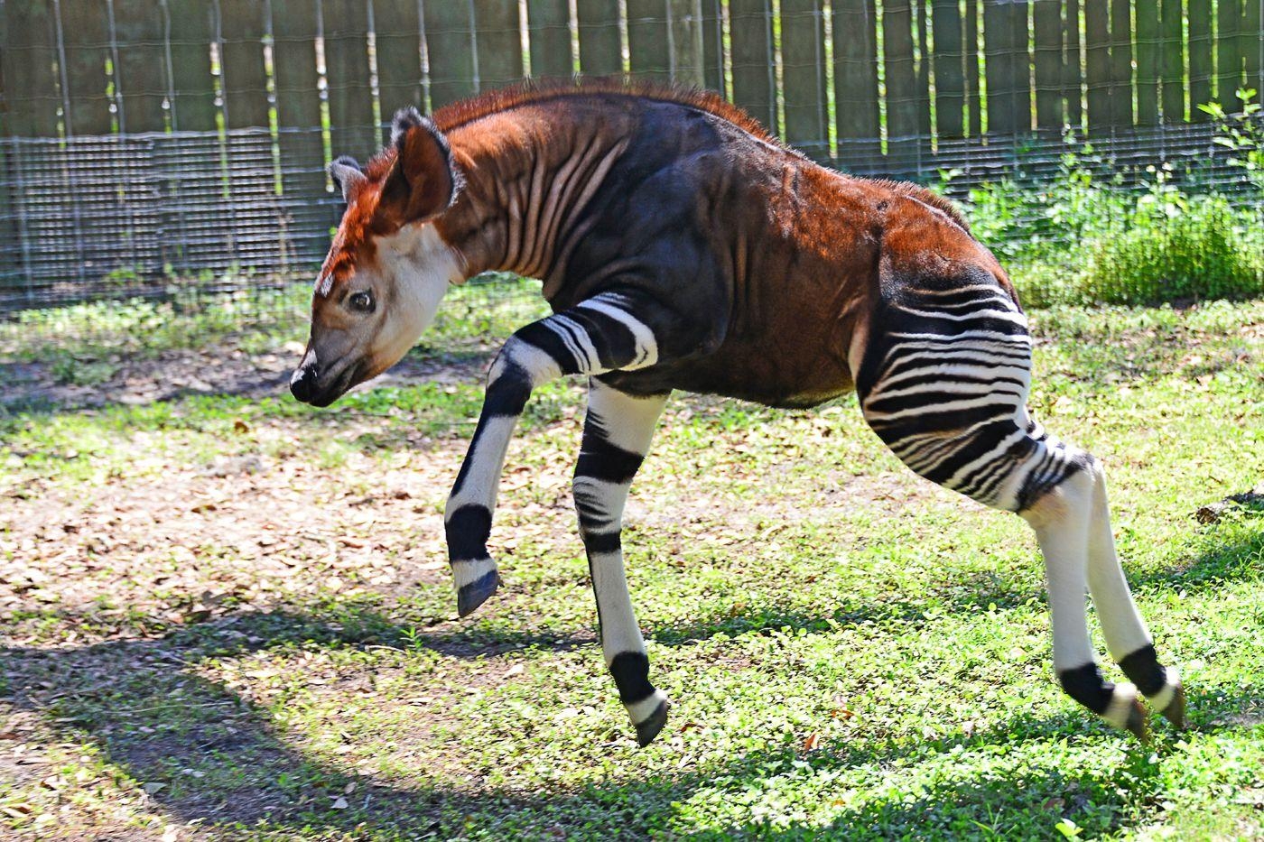 1400x940 Okapi Wallpaper. Animals Wallpaper Gallery, Desktop