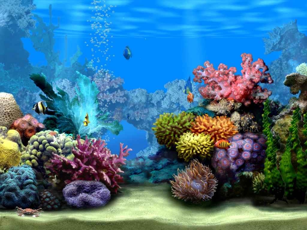 1030x770 Ocean Floor Coral, Desktop