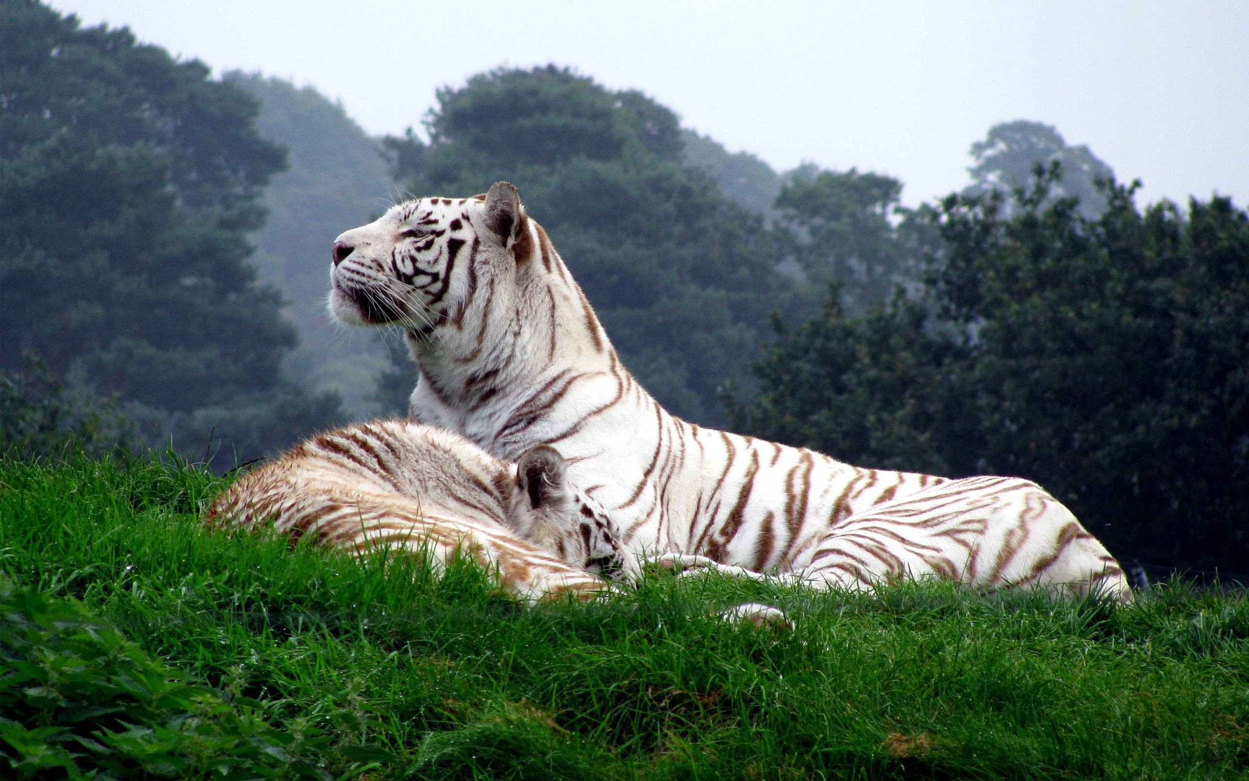 2560x1600 White Tiger. Wallpaper HD free Download, Desktop