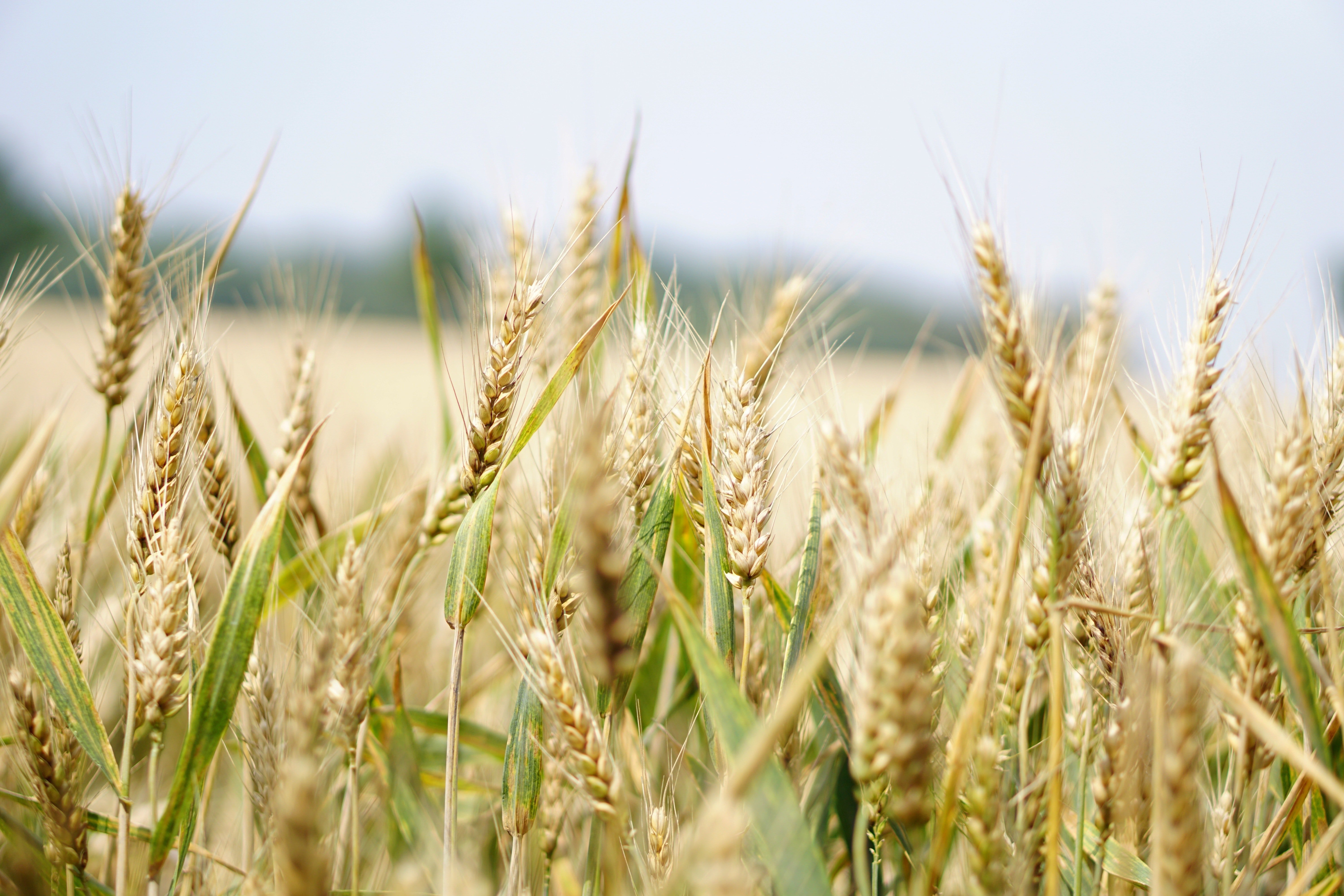 6000x4000 Wheat Field Photo, Download The BEST Free Wheat Field & HD Image, Desktop