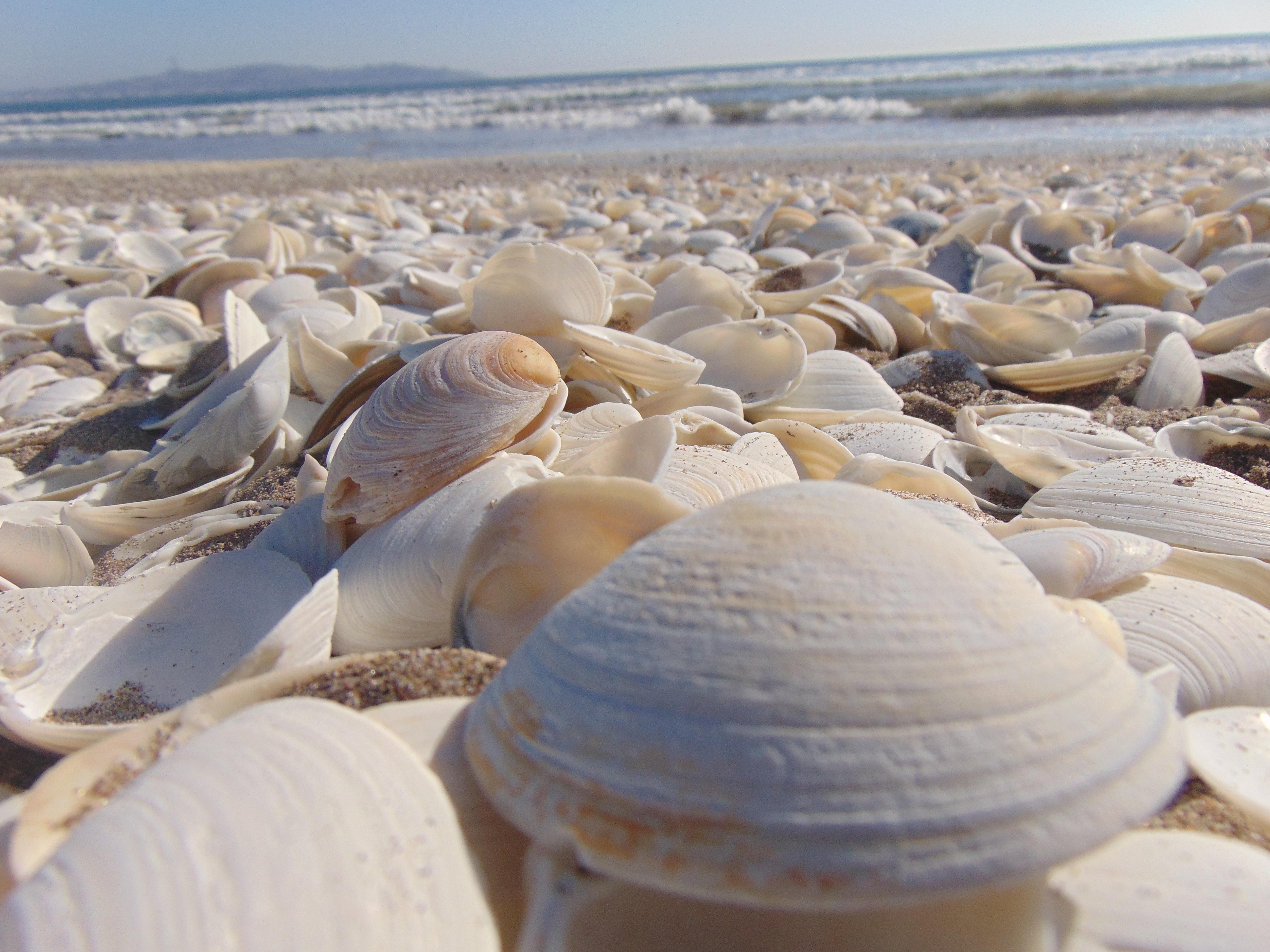 5160x3870 Pile of Beige Seashells Near Seashore · Free, Desktop