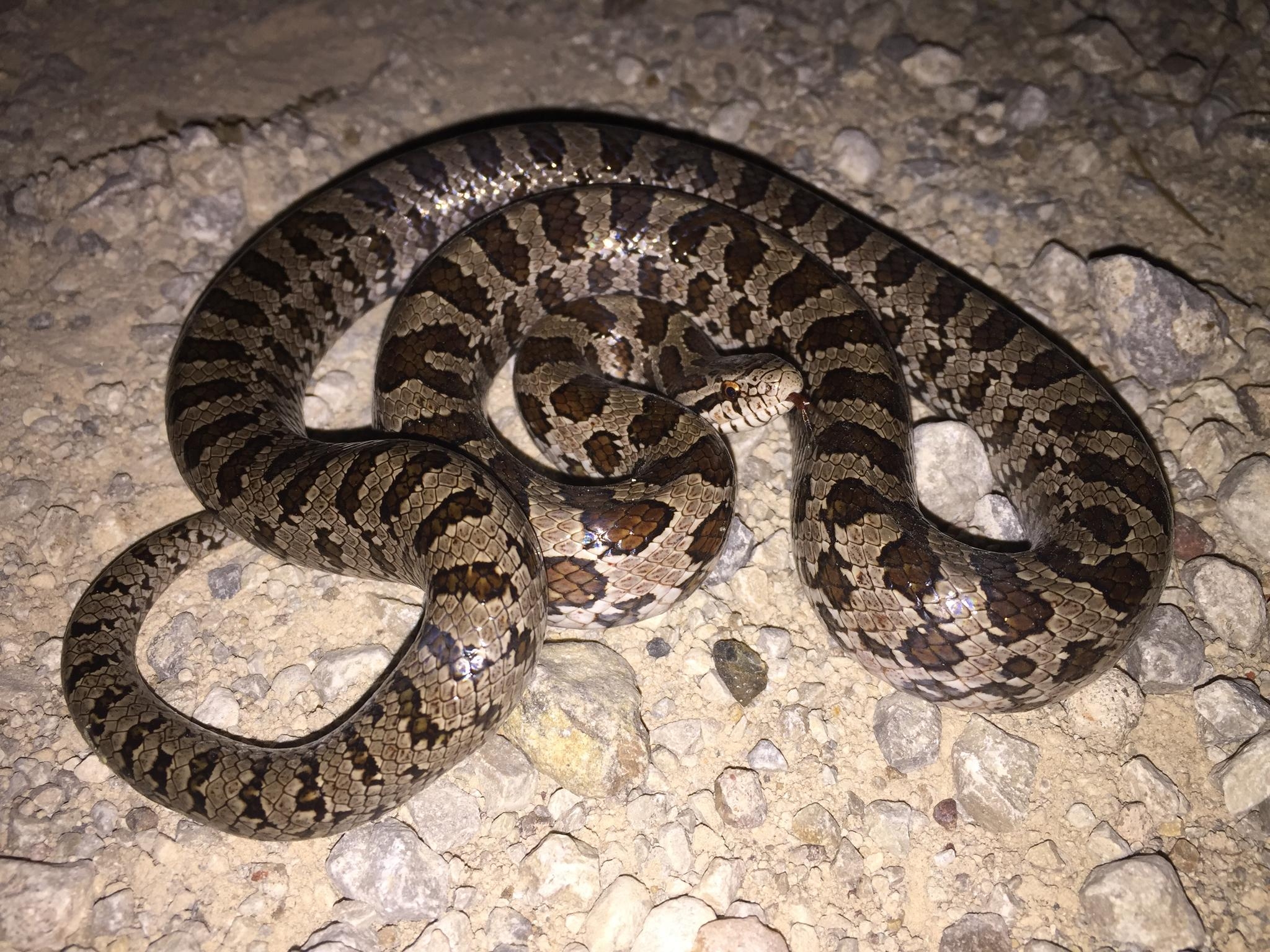 2050x1540 Yellow Bellied Kingsnake Lampropeltis Calligaster, Desktop