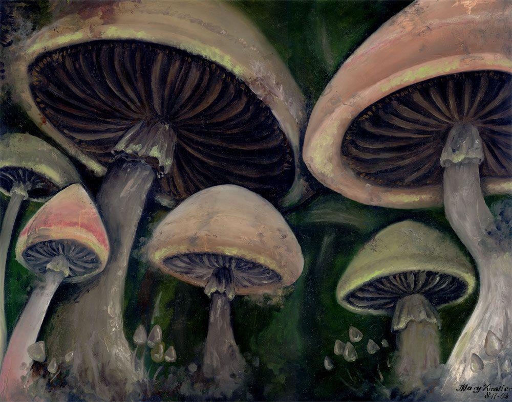 1000x790 Download Shrooms Wallpaper, Desktop