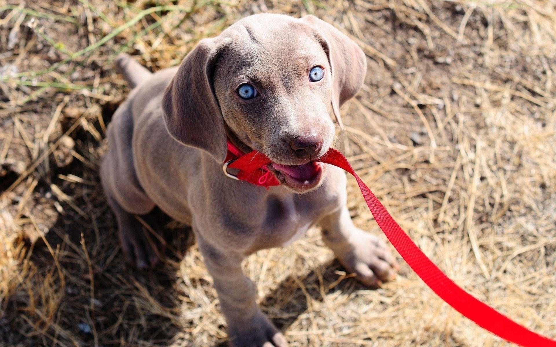 1920x1200 Weimaraner Computer Wallpaper, Desktop Background  Id, Desktop