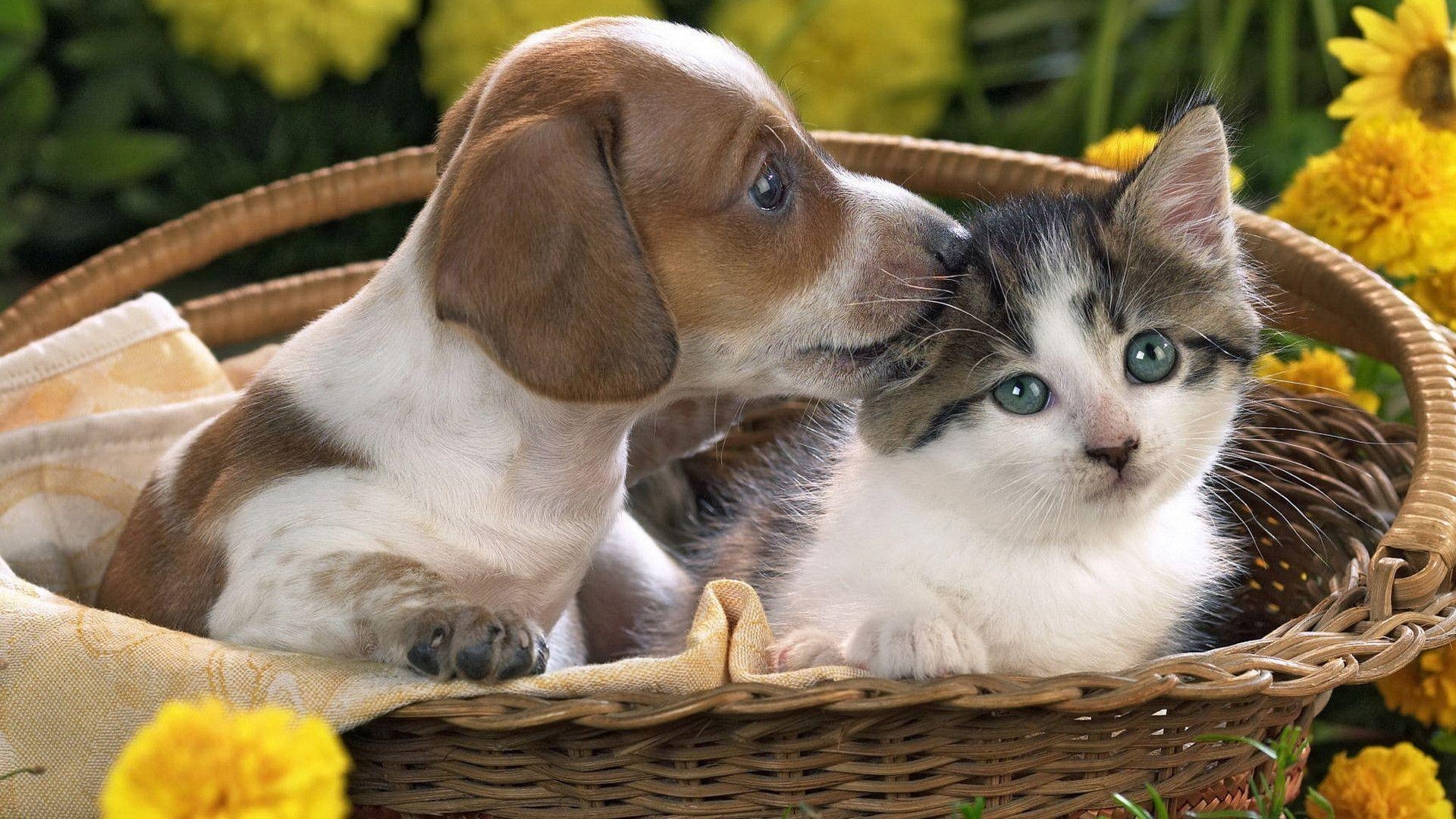 1920x1080 Cute Puppy And Kitten Wallpaper Image & Picture, Desktop