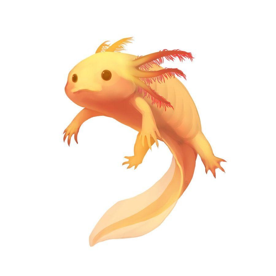 900x900 Axolotl Clipart Adorable, Phone