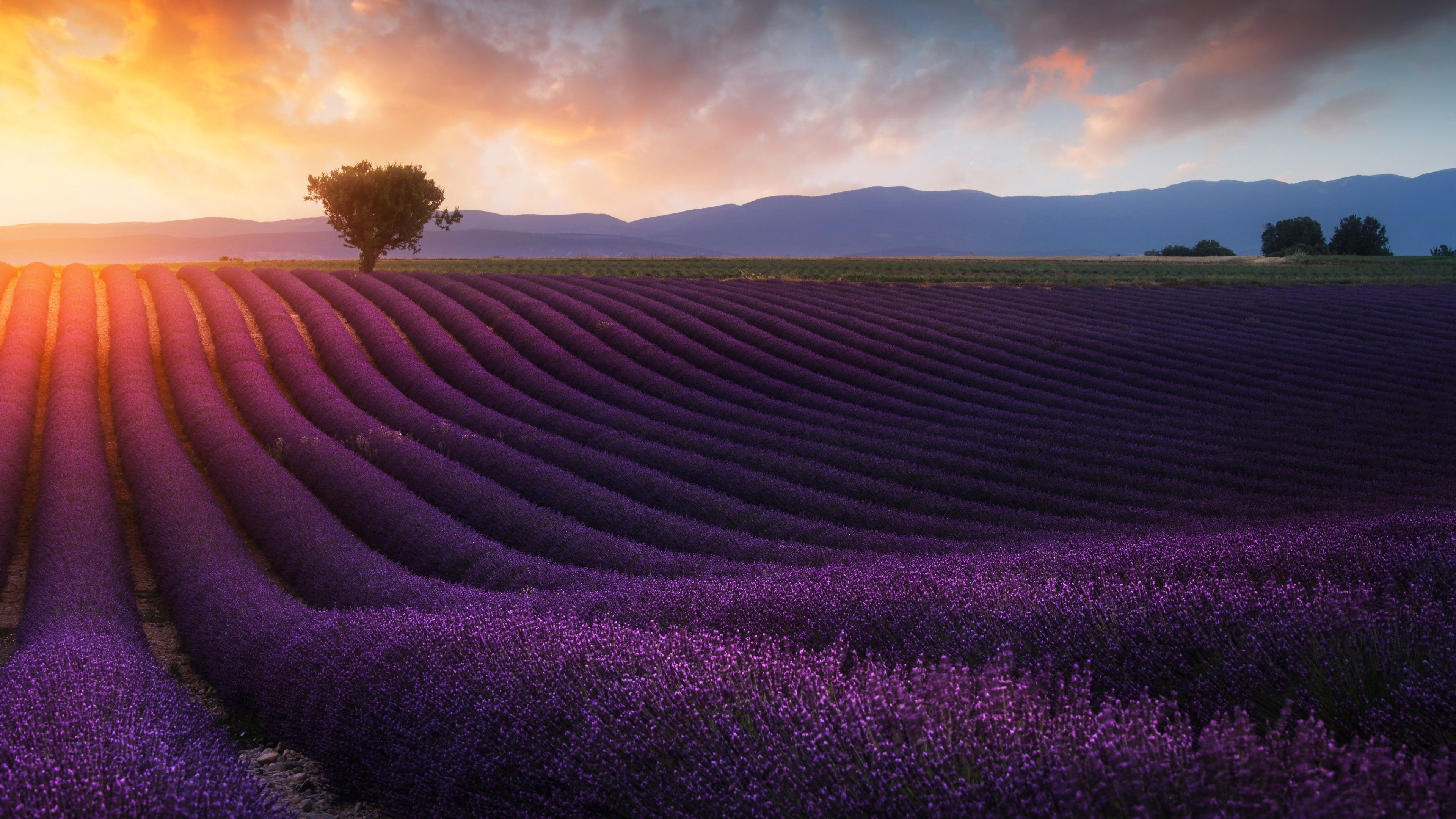 3840x2160 Wallpaper Lavender farm, Sunrise, Morning, Lavender fields, Desktop