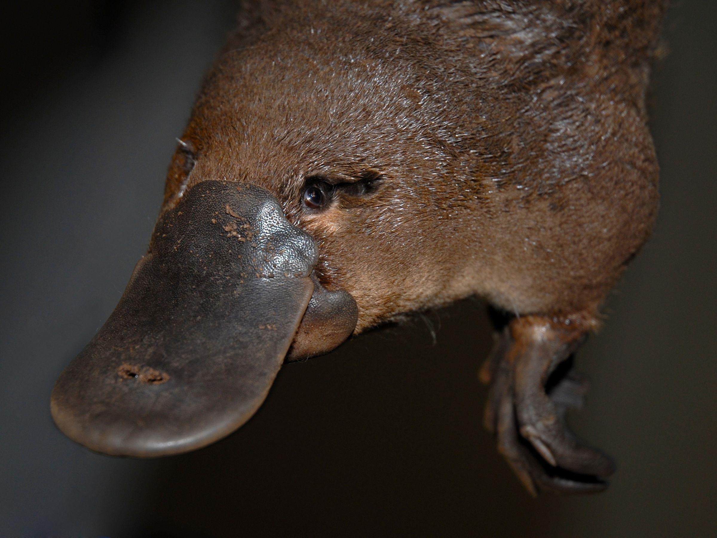 2400x1800 Platypus wallpaper, Animal, HQ Platypus pictureK Wallpaper, Desktop