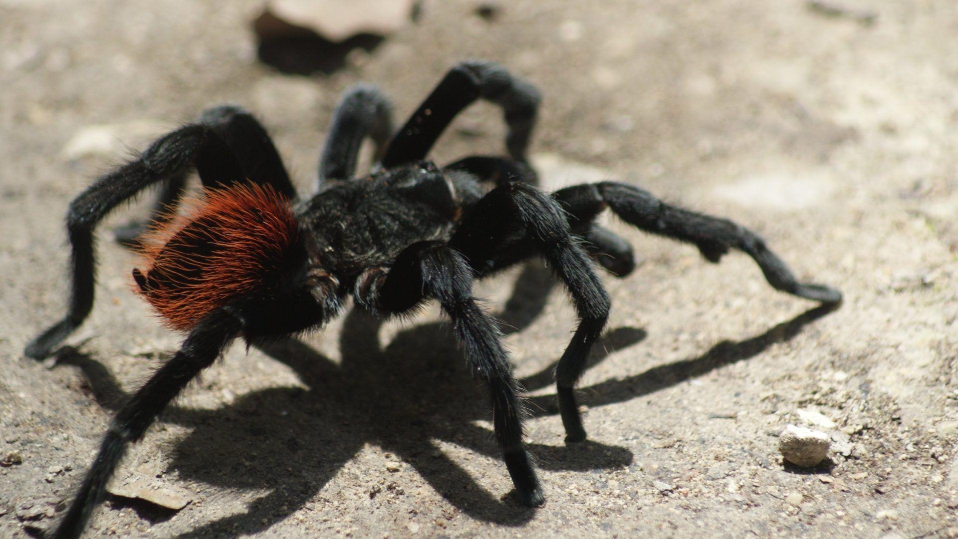 1920x1080 Tarantula Tag wallpaper: Spider Insect Tarantula Beetles Picture, Desktop