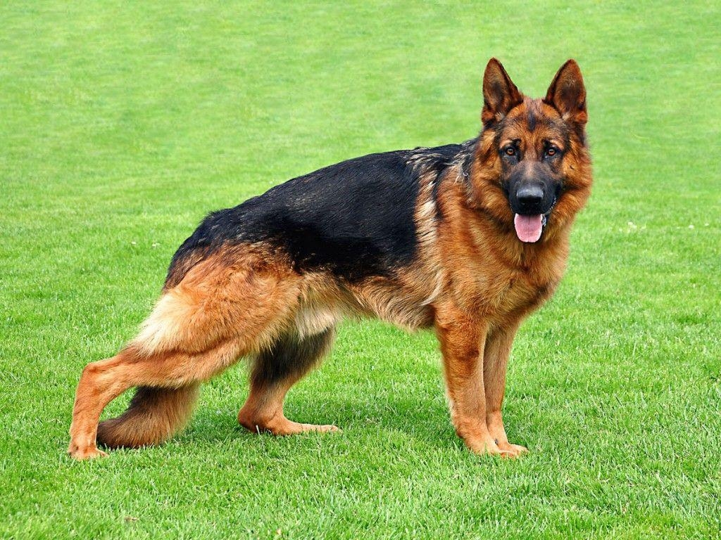 1030x770 Desktop Of Widescreen German Shepherd Dog Best HD Wallapers For With, Desktop