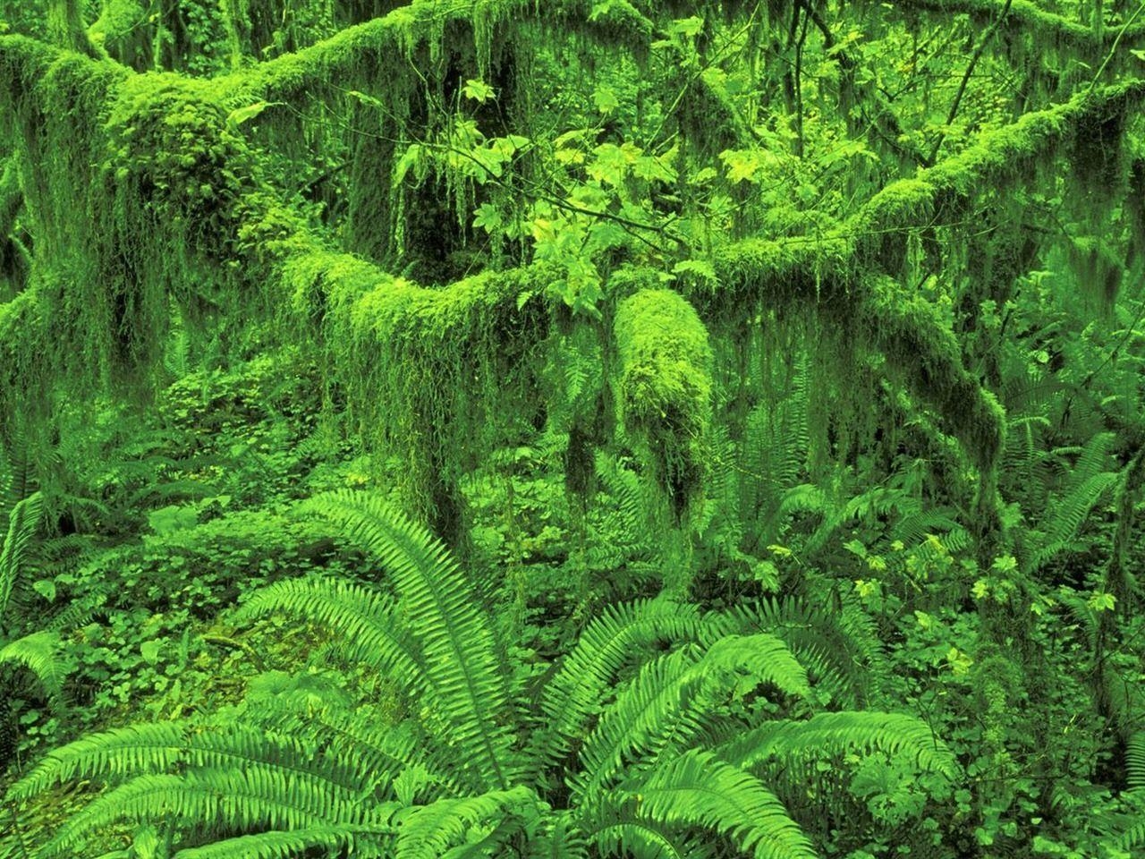 1280x960 Rainforest Background, Olympic National Park Huo Rainforest, Desktop