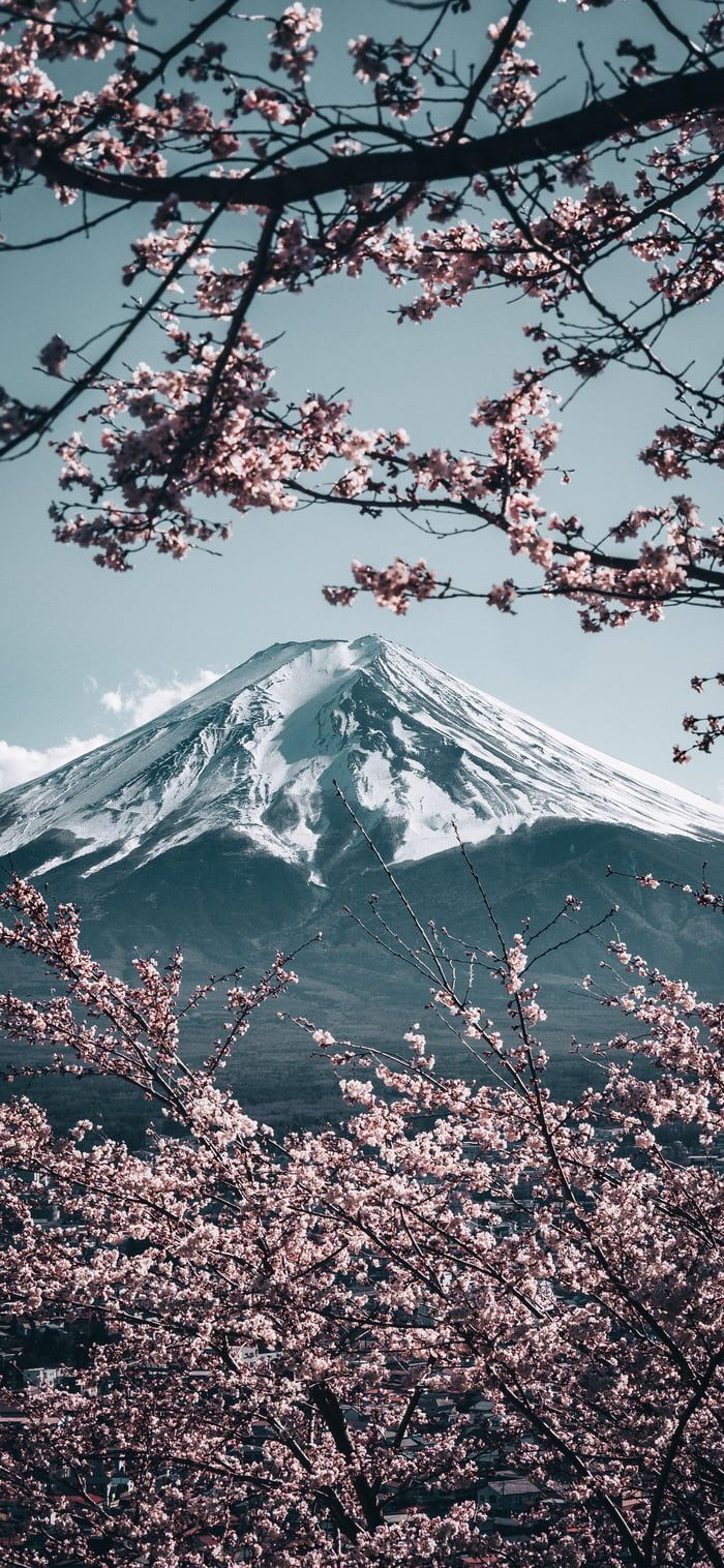 700x1520 Mt. Fuji with Sakura in Japan. iPhone wallpaper mountains, Scenery wallpaper, Japanese mountains, Phone