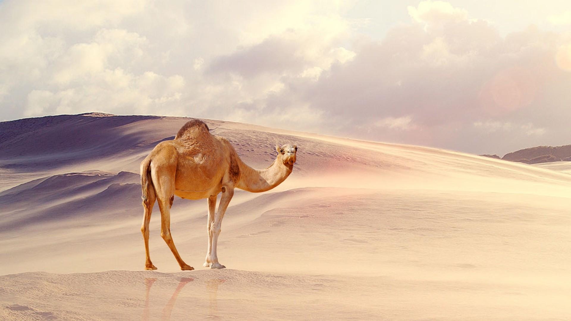 1920x1080 Camel Wallpaper HD Background, Image, Pics, Photo Free Download, Desktop