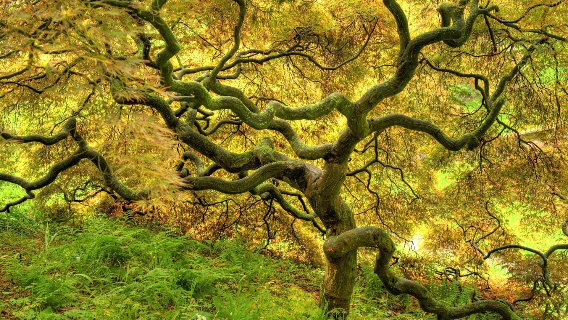 1920x1080 Desktop Wallpaper · Gallery · Nature · Tropical dry forest. Free, Desktop