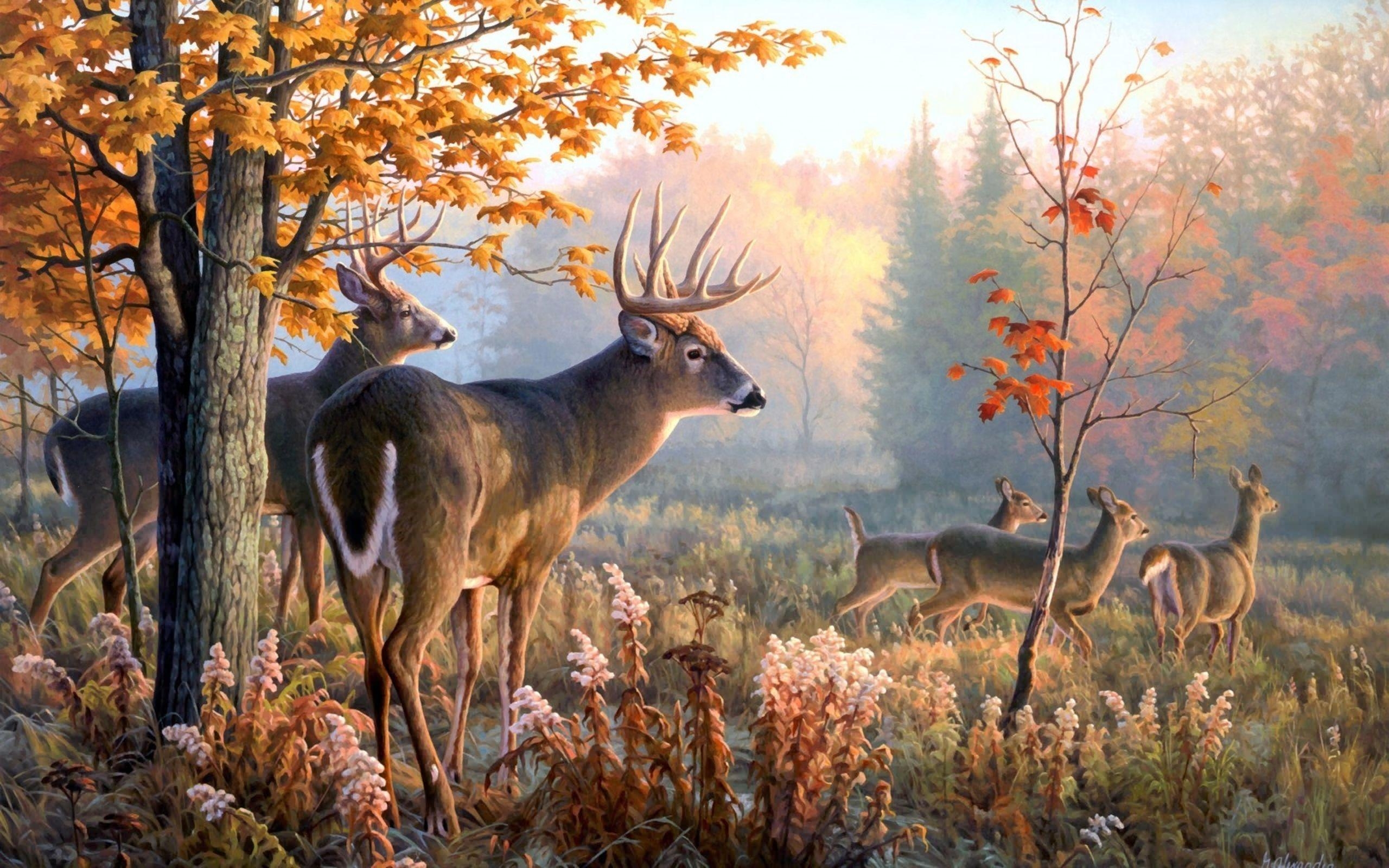 2560x1600 Leo Image. Deer, Wildlife art, Desktop