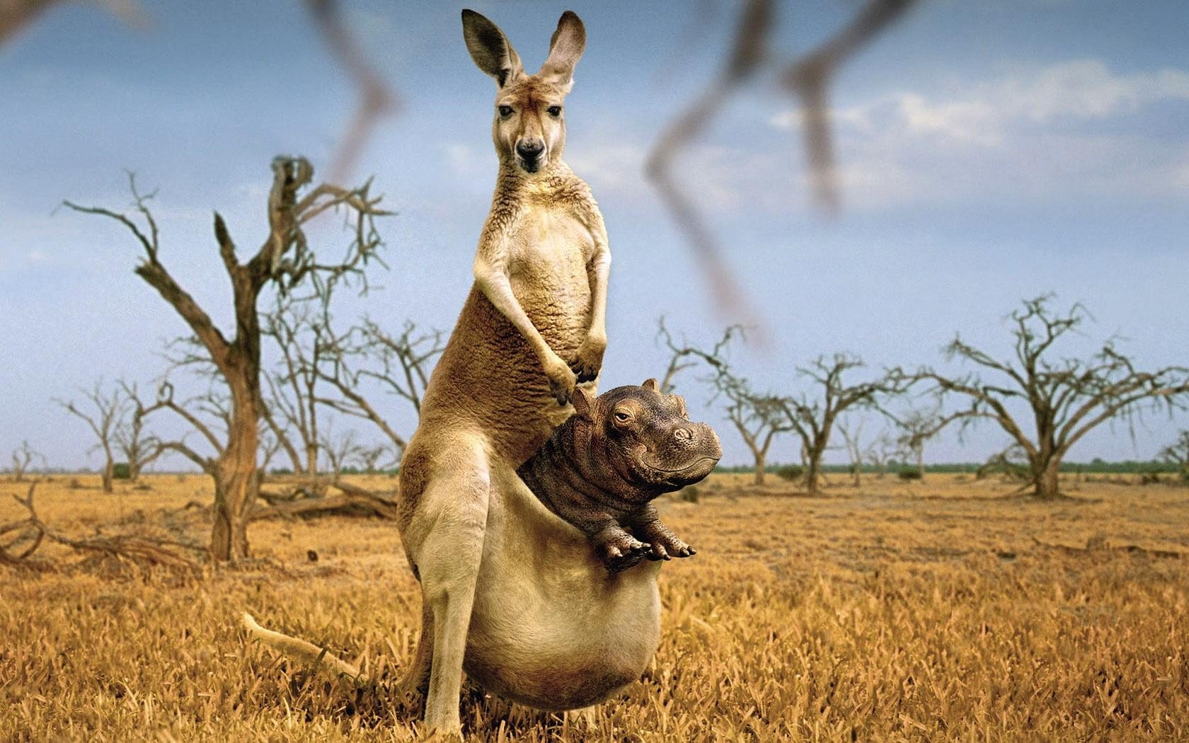 1680x1050 Kangaroo with Hippopotamus graphing wall paper HD wallpaper, Desktop