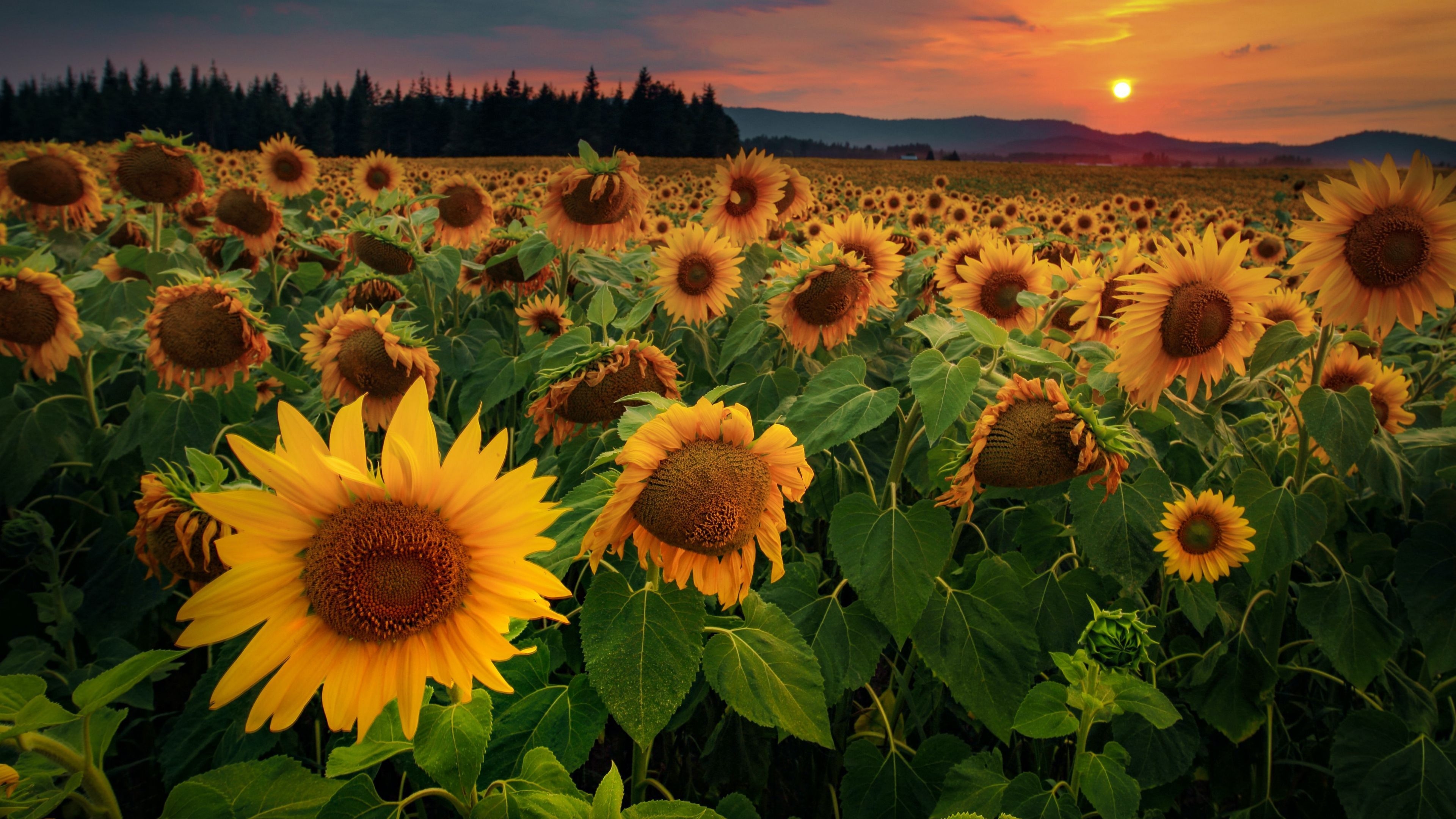 3840x2160 Sunflowers Flowers Field Forest 4K HD Wallpaper, Desktop