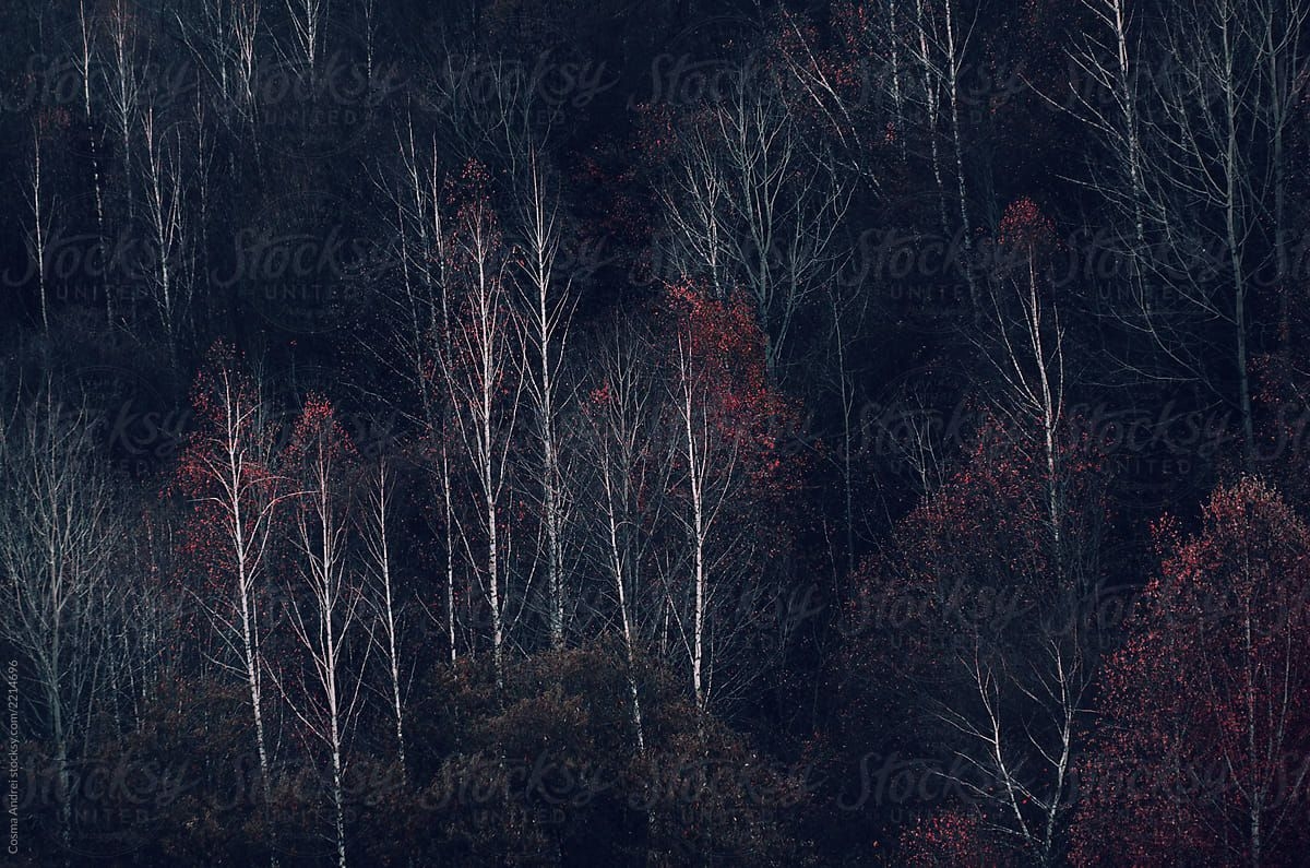 1200x800 Dark autumn forest background by Cosma Andrei, Dark, Desktop