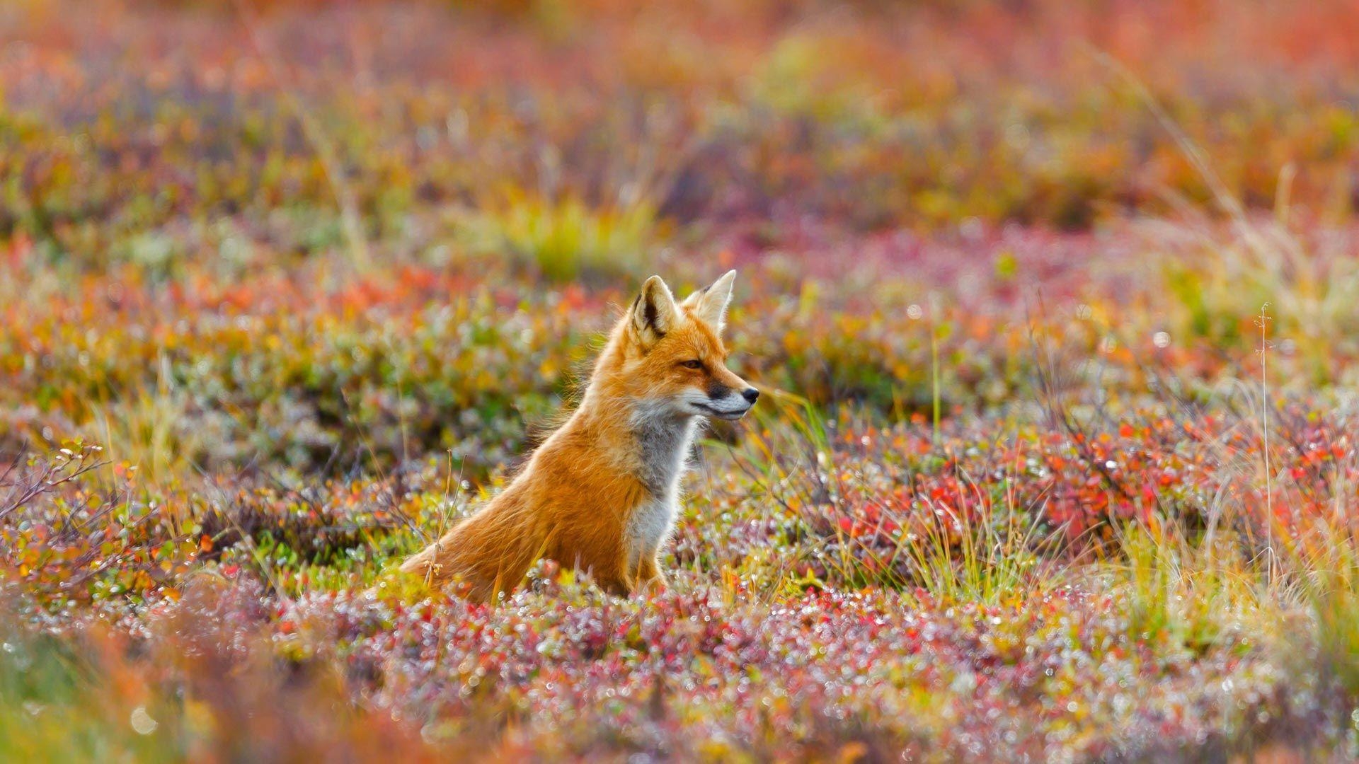 1920x1080 Red fox in Denali National Park and Preserve, Alaska © Michael, Desktop