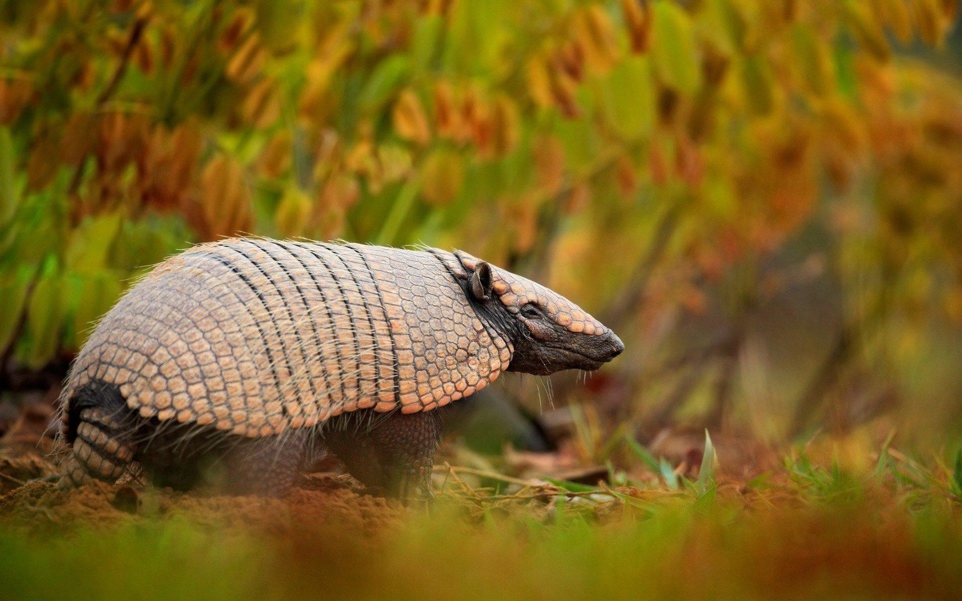 1920x1200 Armadillo HD Wallpaper, Desktop