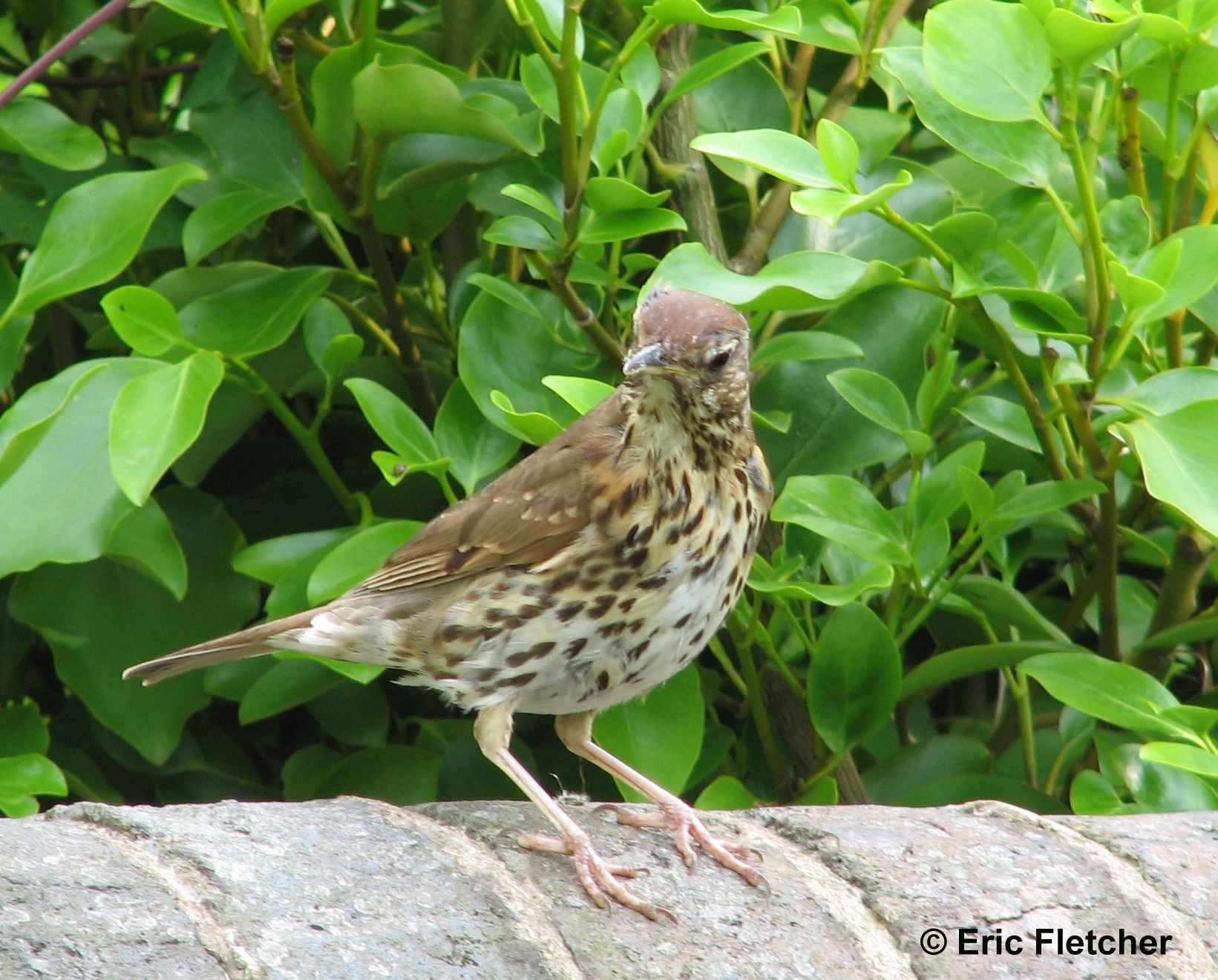 1650x1320 Halton: Identifying Song Thrushes), Desktop