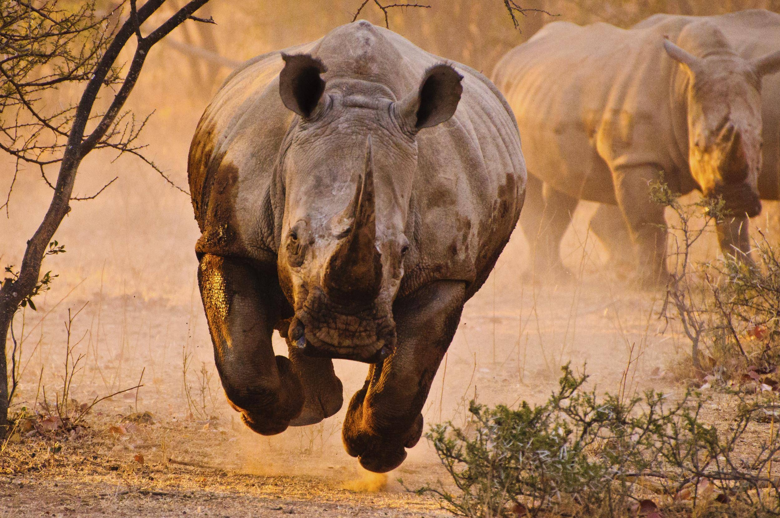 2500x1660 Animal Rhino Wallpaper Angry Picture, Desktop