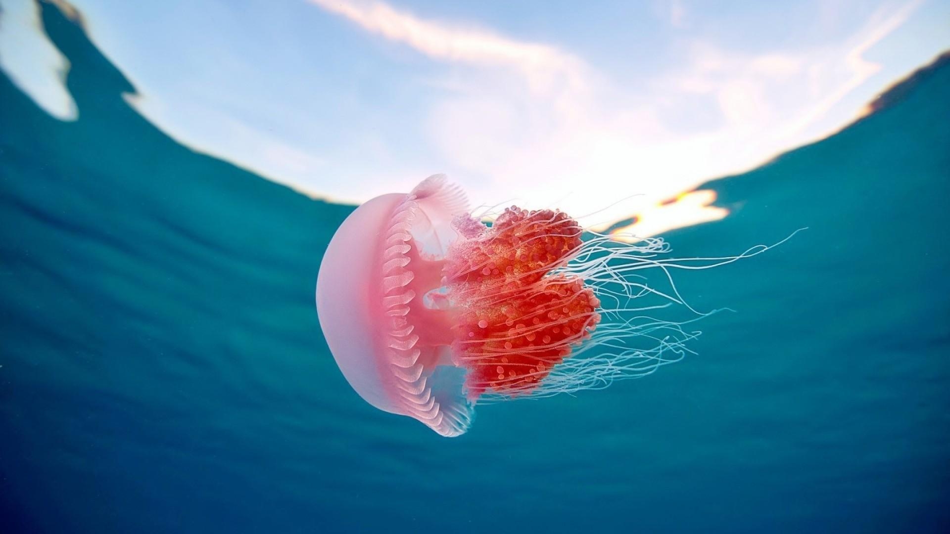 1920x1080 Jellyfish Background. Princess, Desktop