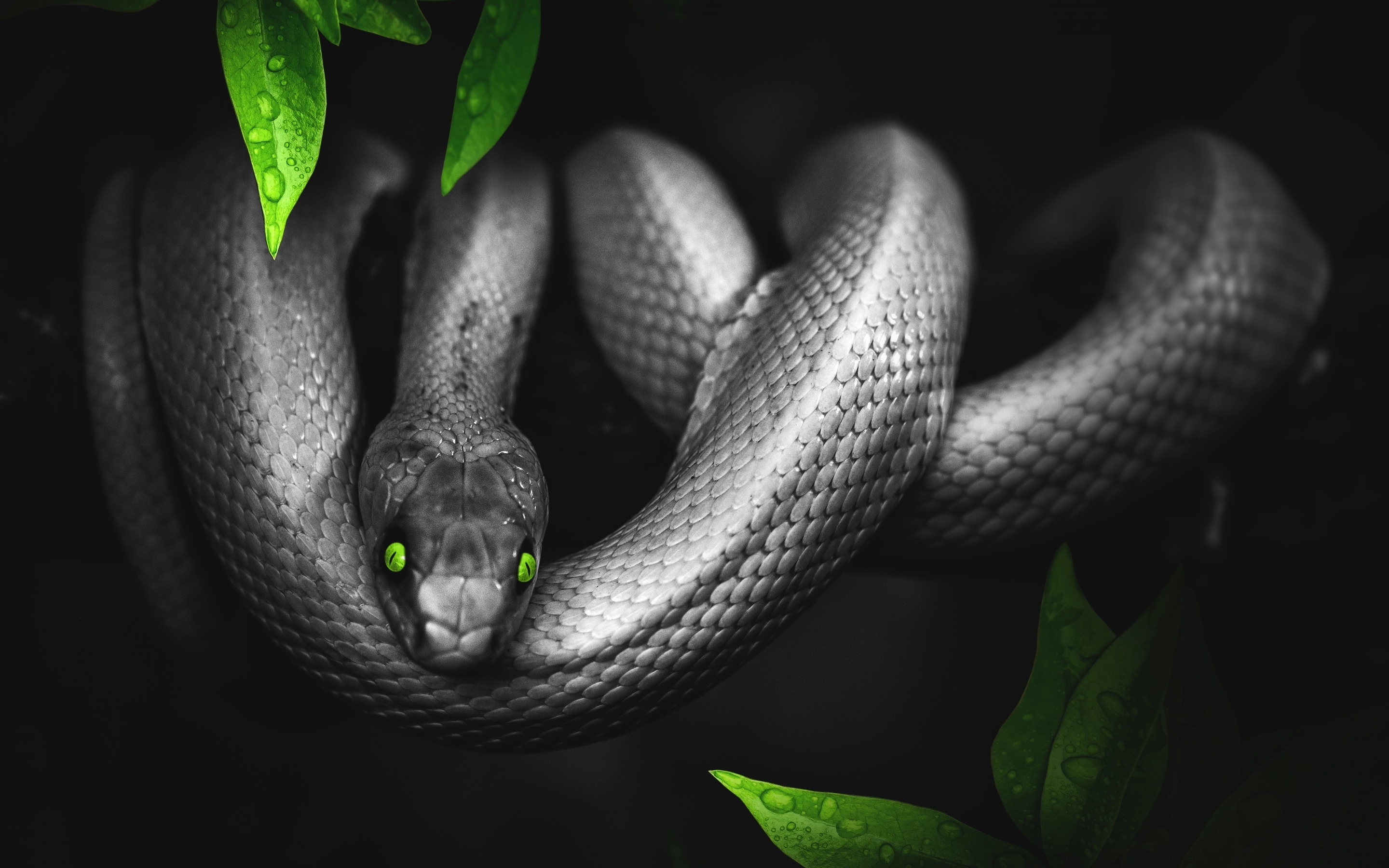 2880x1800 Snake Wallpaper 4K, Reptile, Dark, Desktop