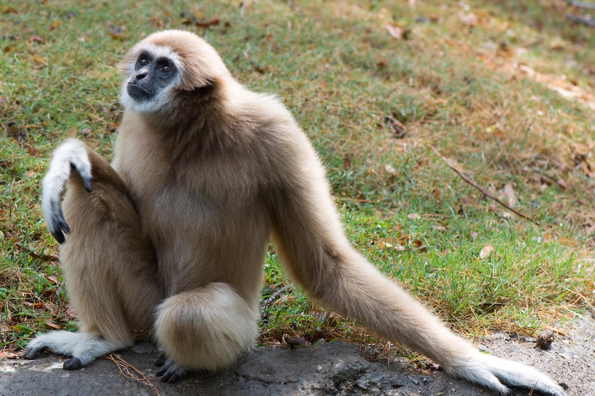 1920x1280 Gibbon HD Wallpaper, Desktop