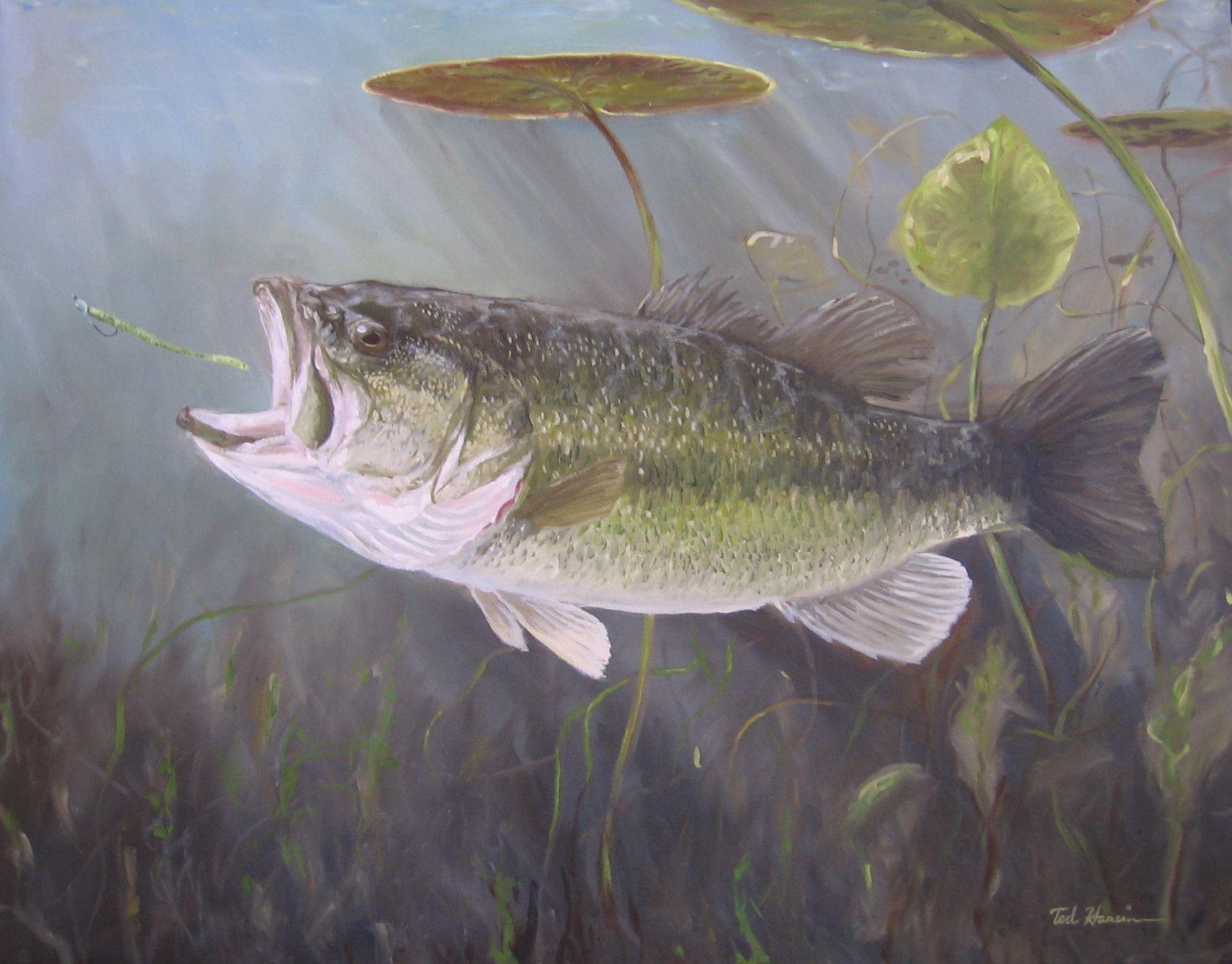 1900x1490 Largemouth Bass Wallpaper, Desktop