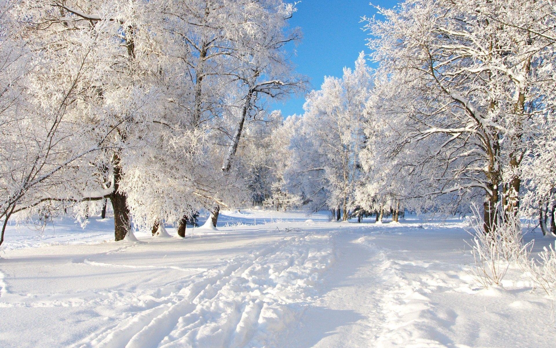 1920x1200 Winter trees. Winter scenery, Winter desktop background, Free winter wallpaper, Desktop