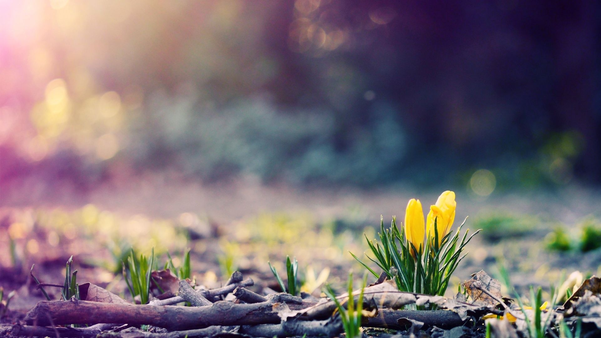 1920x1080 Free download Spring 1080p Background Wallpaper Wide Screen Wallpaper 1080p2K4K [] for your Desktop, Mobile & Tablet. Explore 1080P Background Wallpaper. Kodi Background 1080p Wallpaper, Desktop