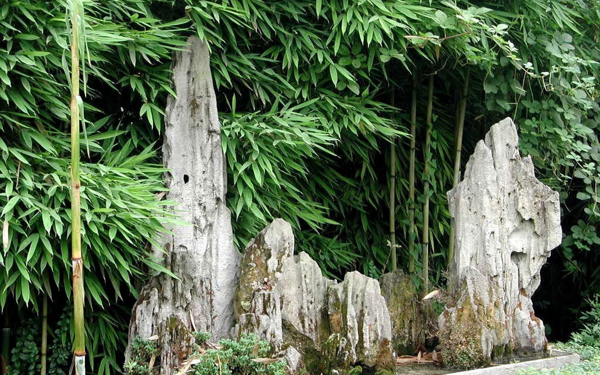 1920x1200 Bamboo Forest Japan Wallpaper. Arashiyama Bamboo Forest Kyoto Japan, Desktop