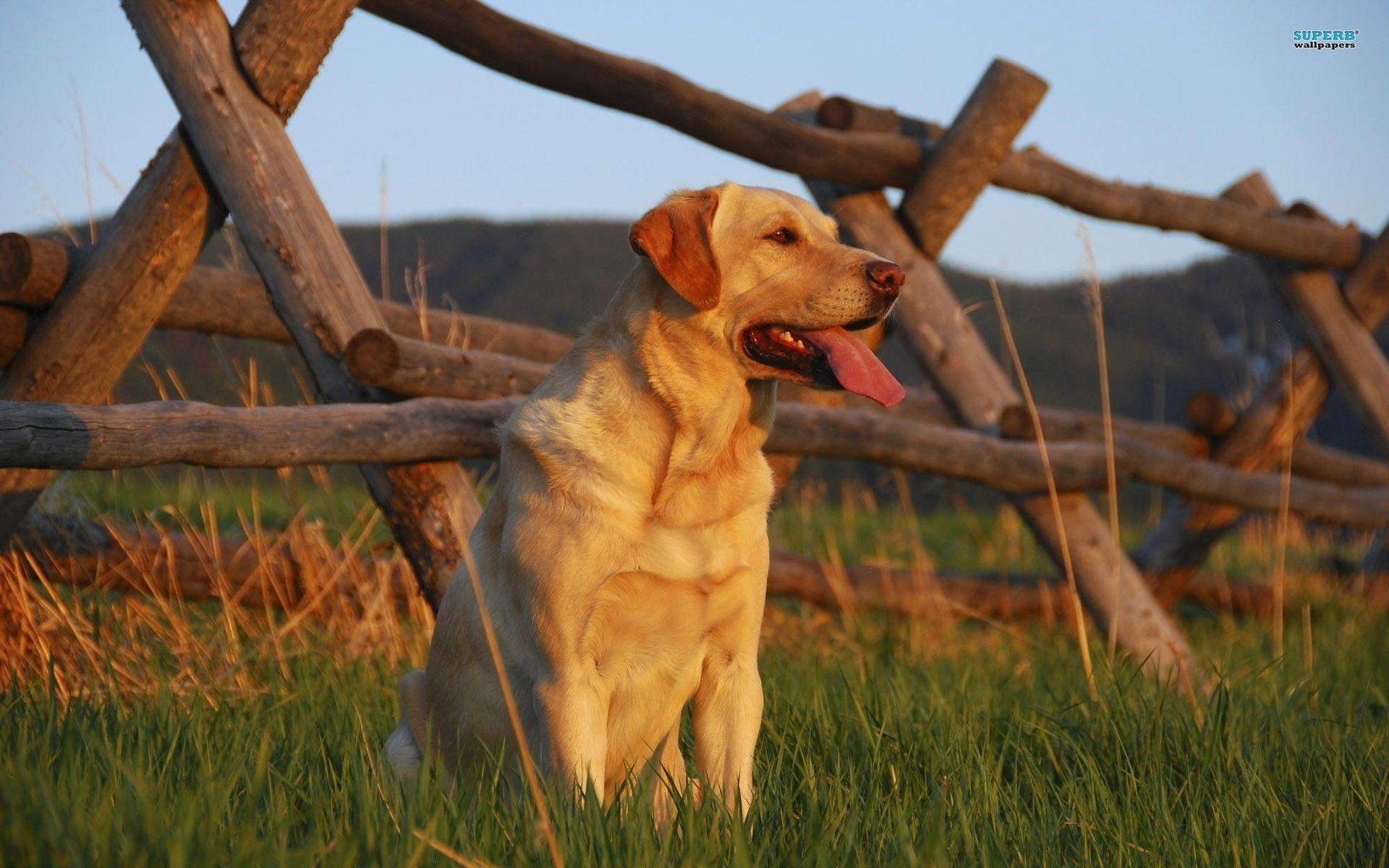 1920x1200 Labrador wallpaper, Desktop