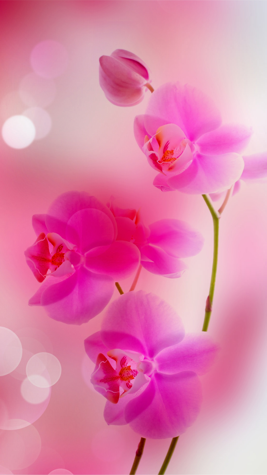 1080x1920 Free Download Pink Flowers iPhone 6 Plus Wallpaper Wallpaper iPhone 6s Plus, Phone