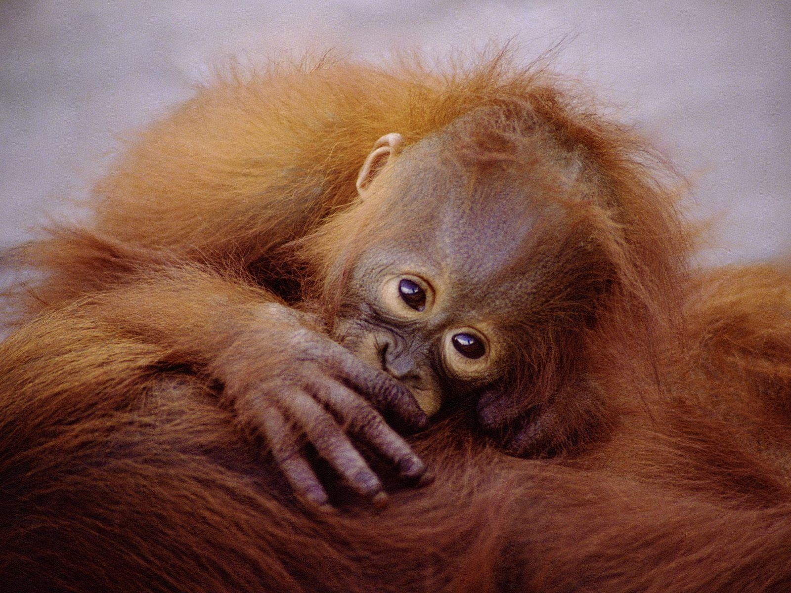 1600x1200 Baby Orangutan Wallpaper, Desktop