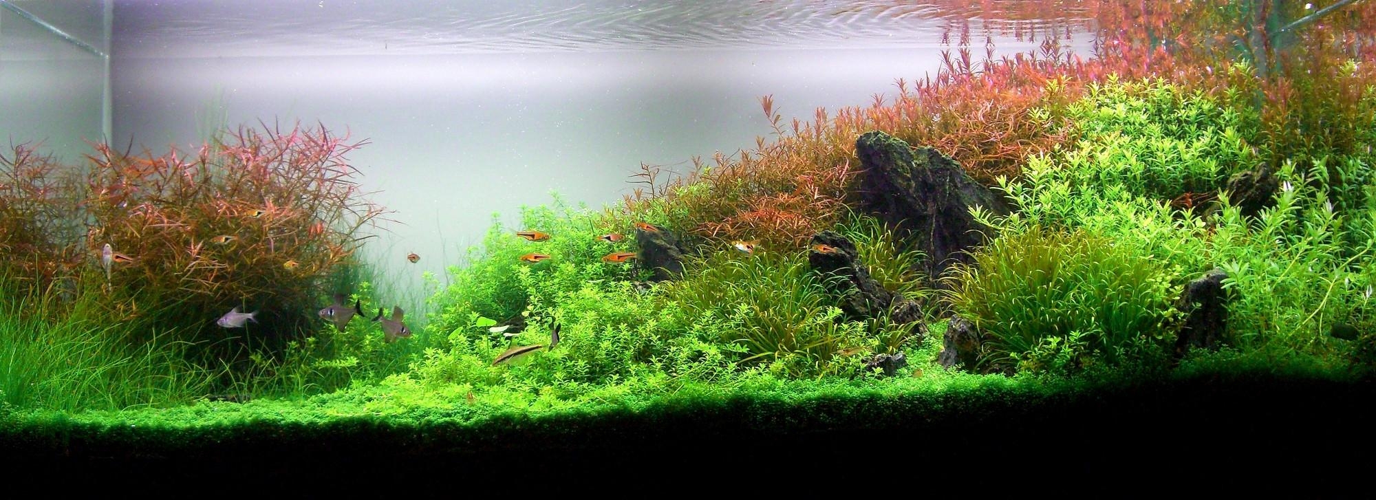 2000x730 AquaScaping World Magazine with Nicolas Guillermin, Dual Screen