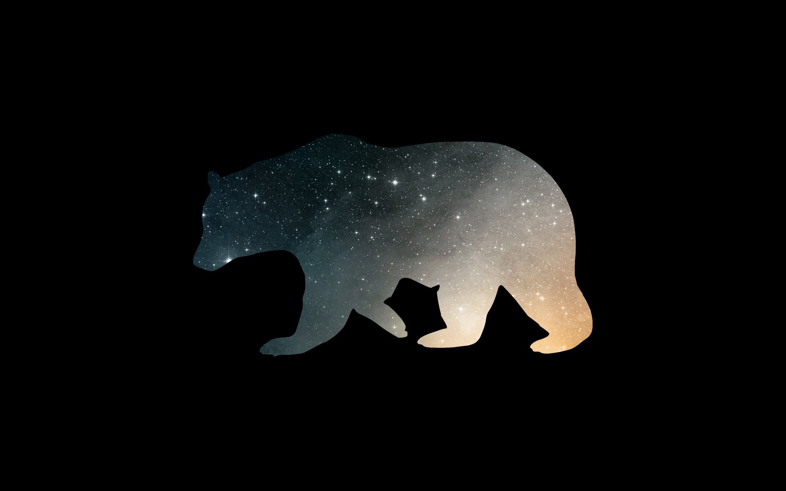 2560x1600 Bear 4K wallpaper for your desktop or mobile screen free and easy to download, Desktop