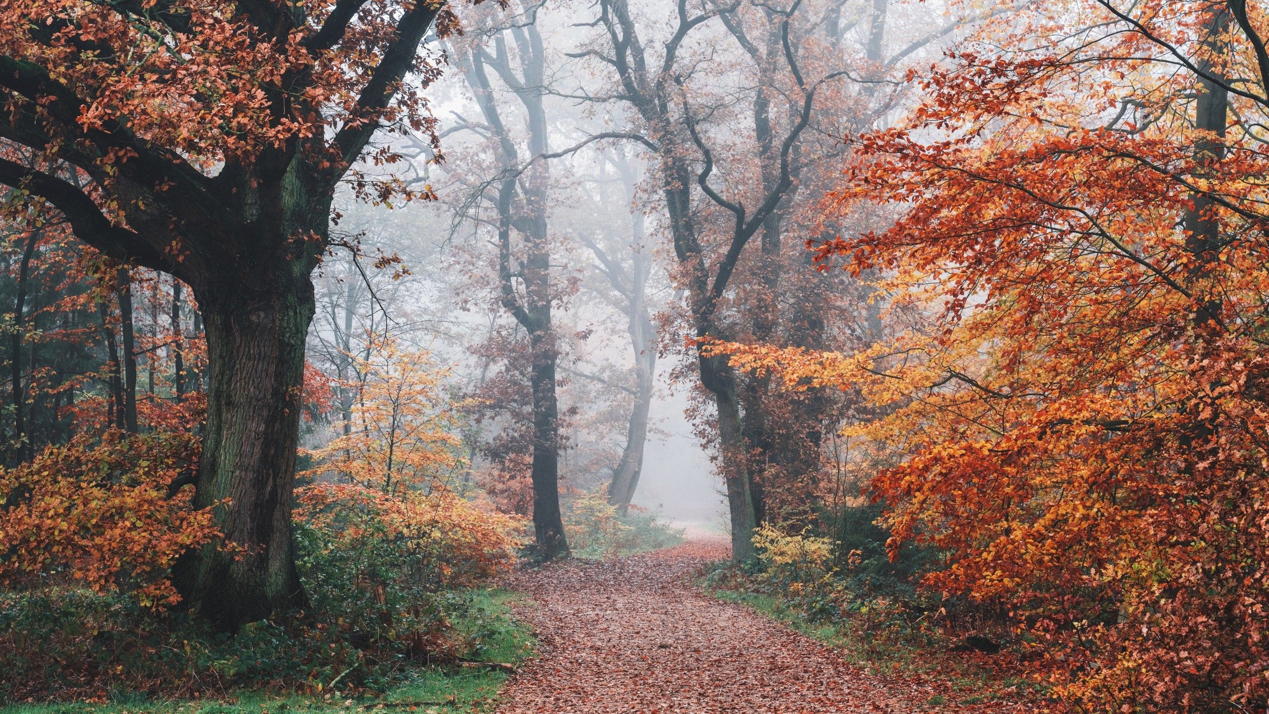 2560x1440 Autumn 4K Wallpaper, Forest, Fall Foliage, Trees, Foggy, Morning, 5K, 8K, Nature, Desktop