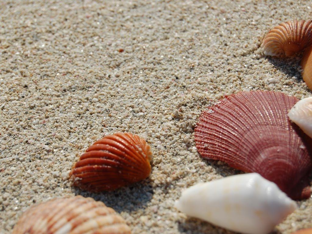 1030x770 Desktop Nature Wallpaper. Seashells Desktop Background / Wallpaper, Desktop