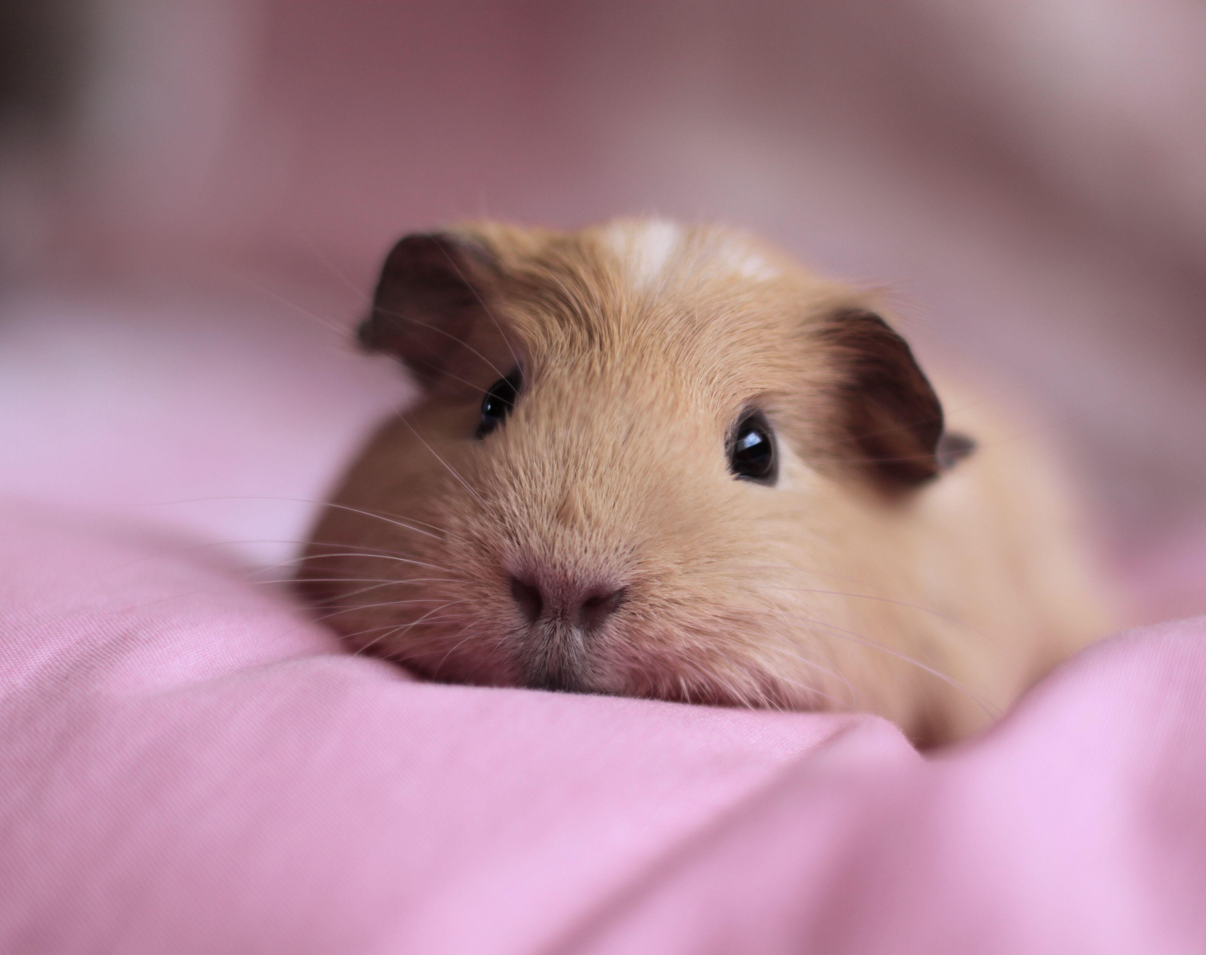 4000x3170 Guinea Pig HD Wallpaper, Desktop