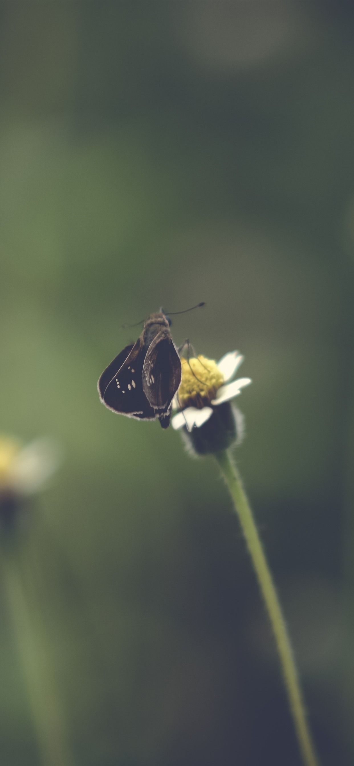 1250x2690 Wallpaper Black moth, flower, hazy background 3840x2160 UHD 4K Picture, Image, Phone