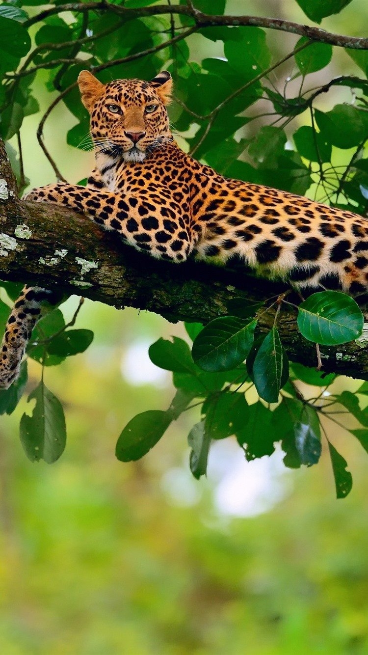 750x1340 Leopard, Wildlife, Tree, Rest, Green Leaves  IPhone 8 7 6 6S Wallpaper, Background, Picture, Image, Phone