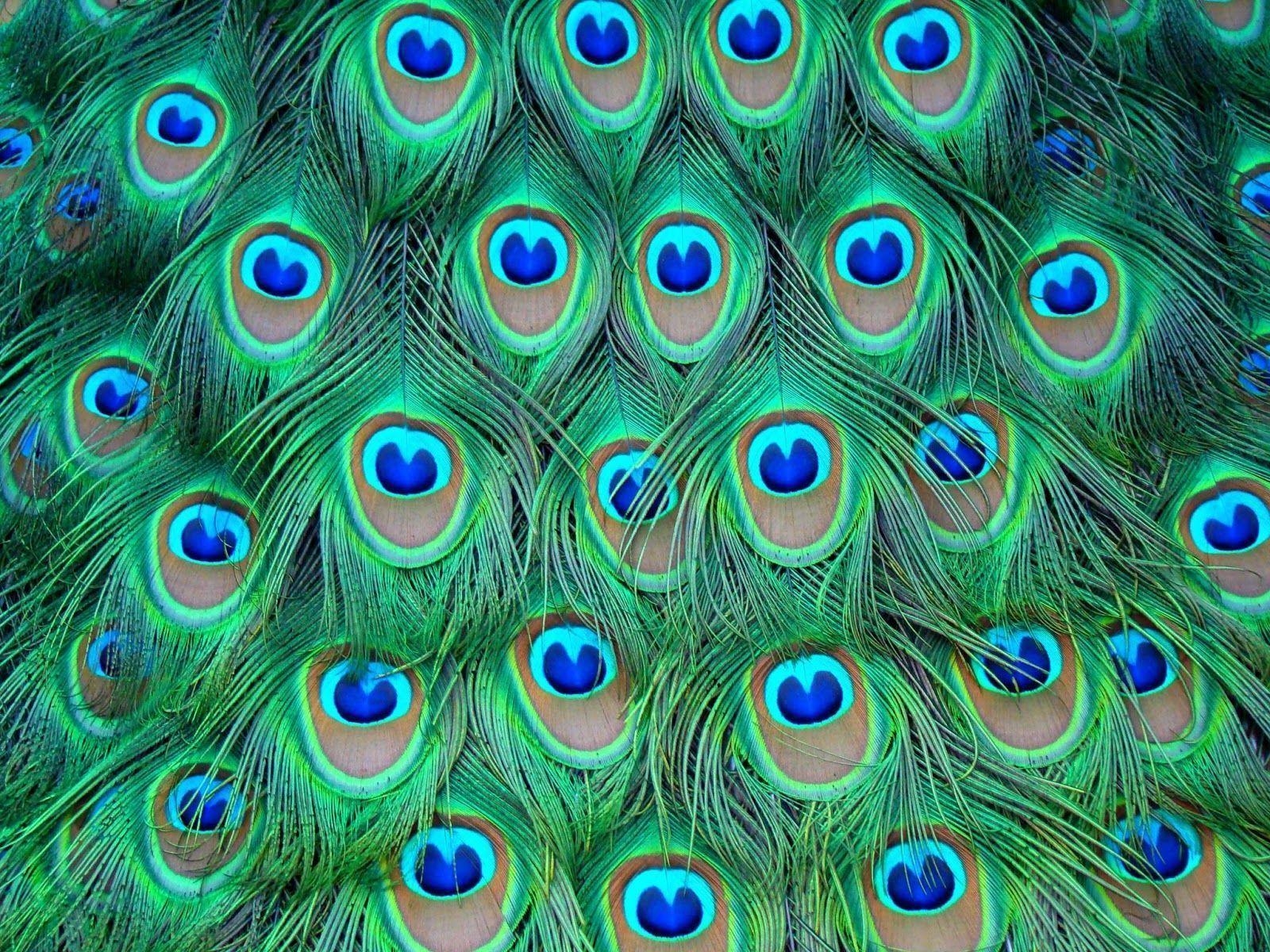 1600x1200 Peacock Picture, Desktop