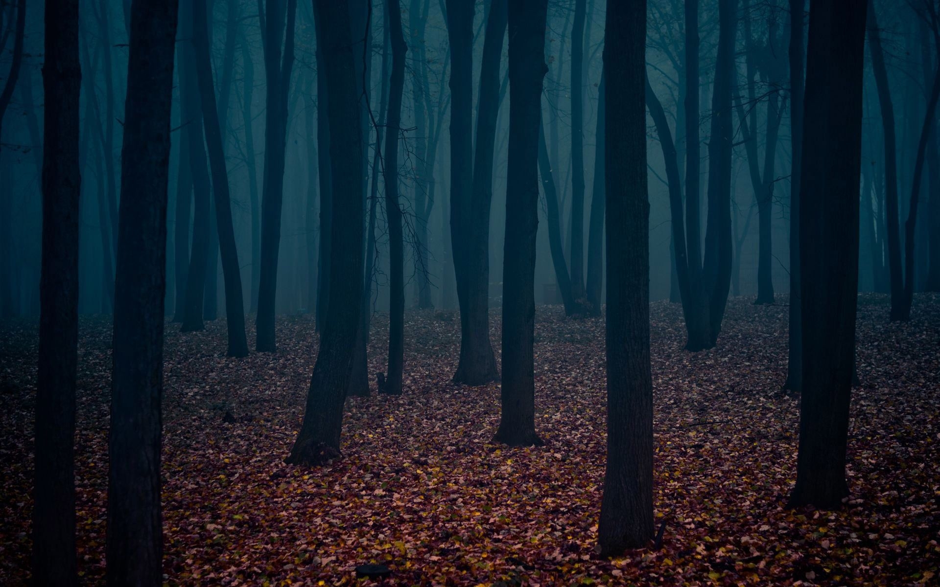 1920x1200 Dark Autumn Forest Nature Hd Wallpaper 1920×1200, Desktop