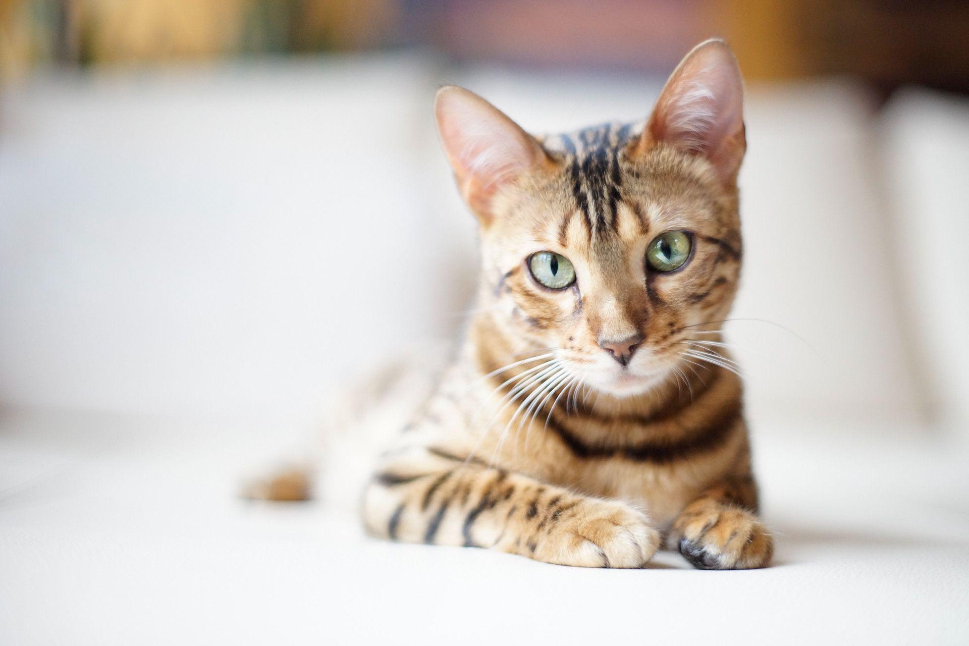 1920x1280 Beautiful Bengal cat on a light background wallpaper and image, Desktop