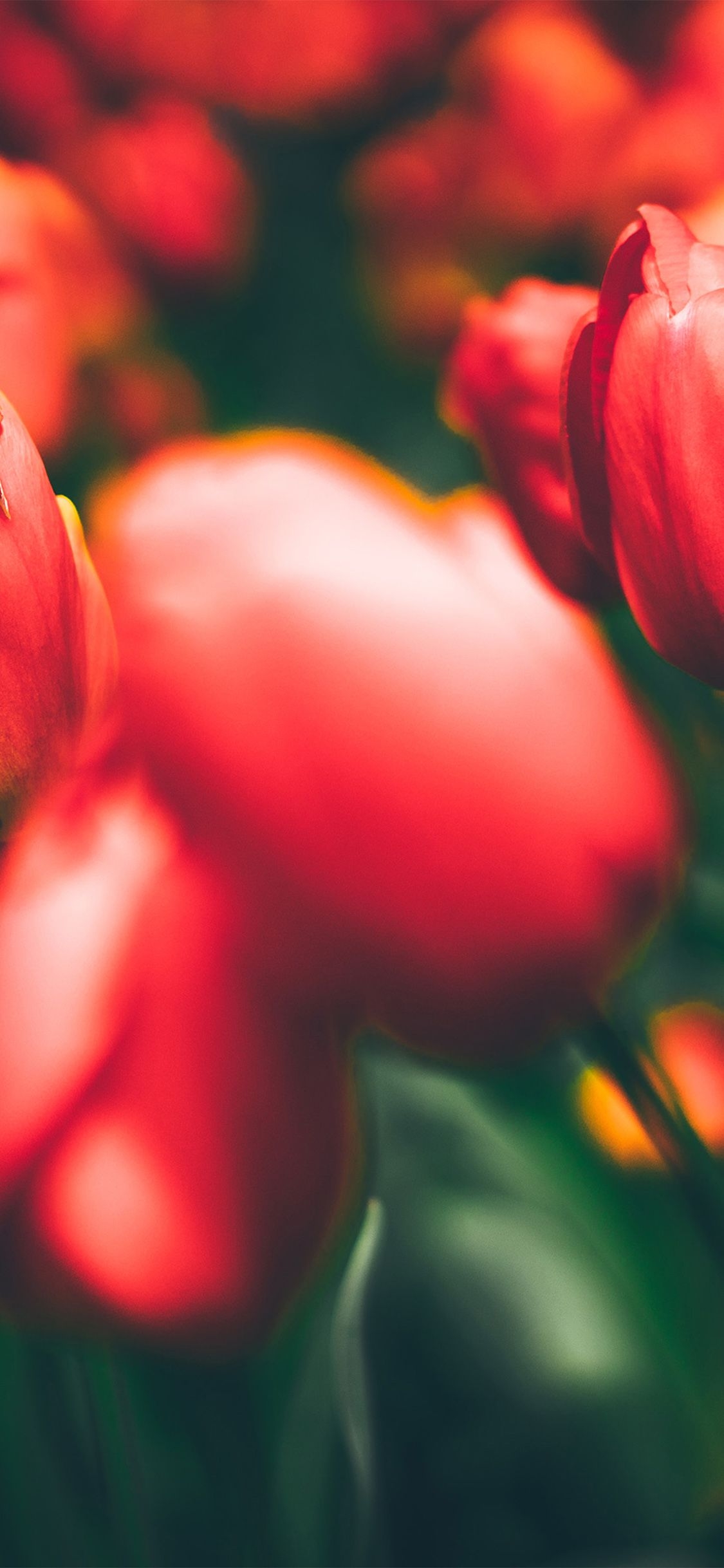 1130x2440 iPhone X wallpaper. tulips red flower, Phone